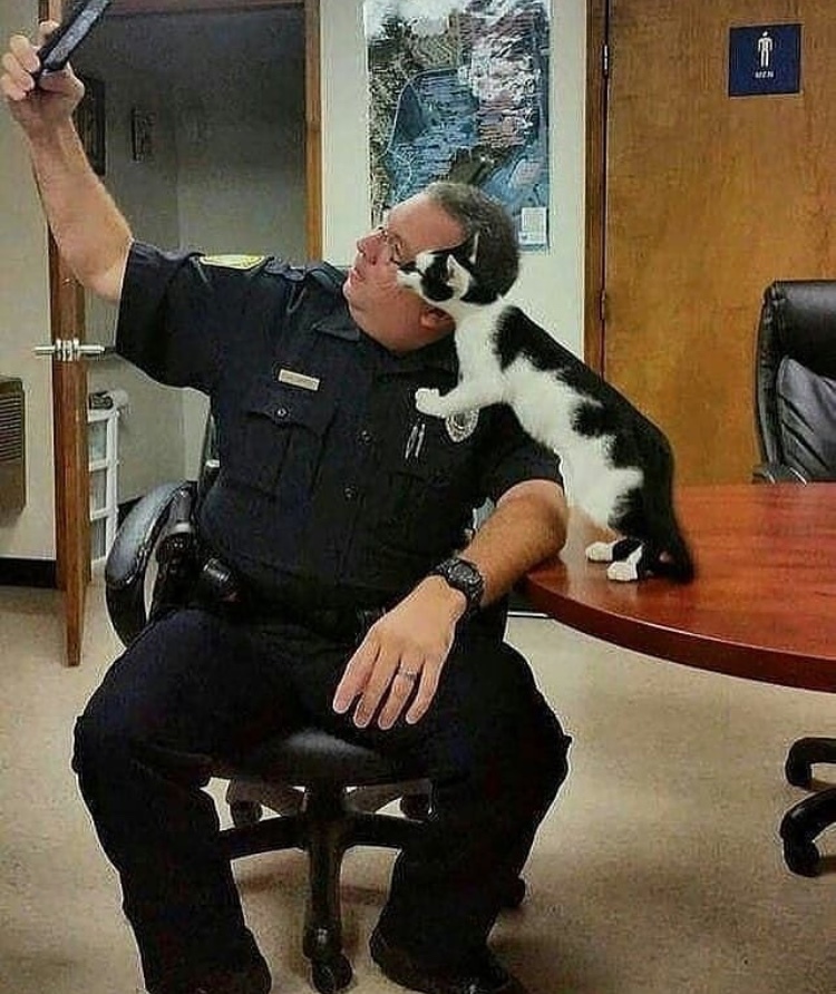 Let's take a selfie.. - cat, Selfie, Police, Pets, Animals, The photo