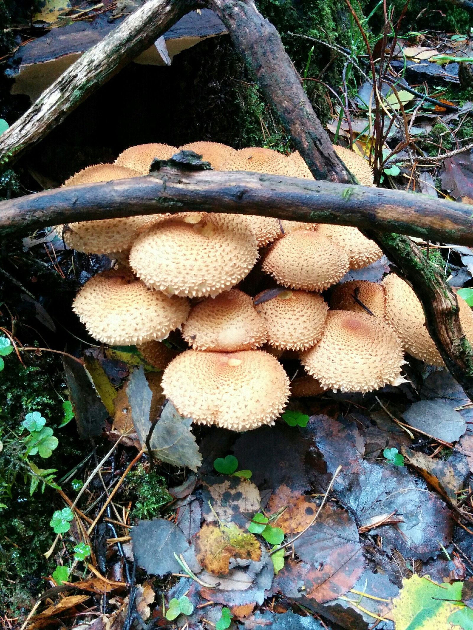 What is this mushroom? - Mushrooms, Forest, Longpost