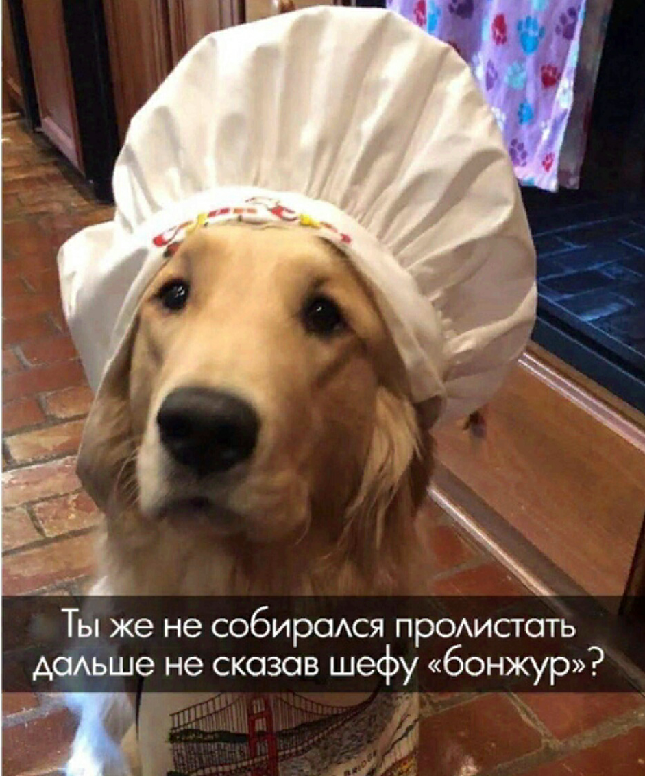 Oh that Frenchman ^.^ - Animals, Dog, Chef, Cook, Humor, Funny animals, Memes, Memology