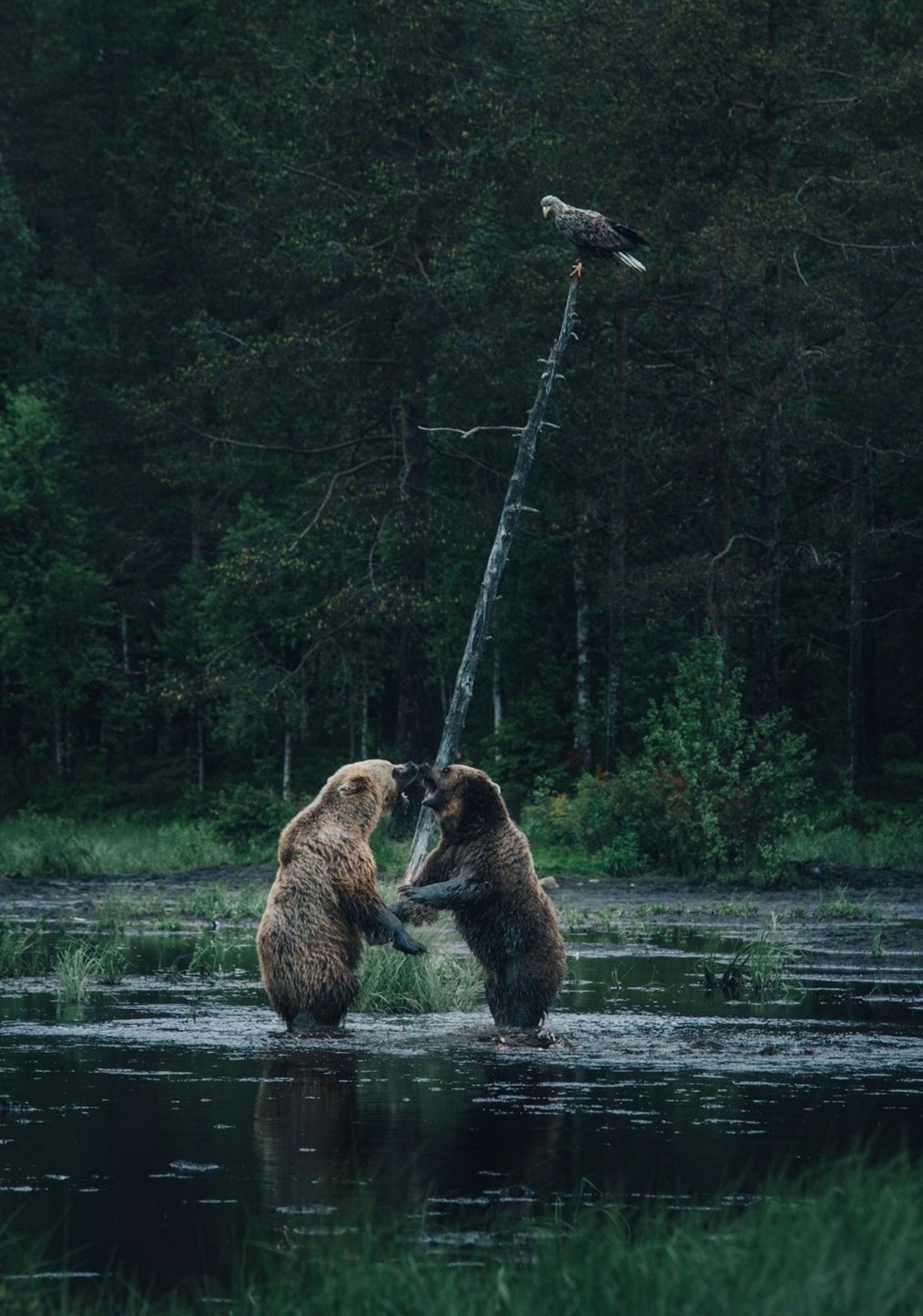 Referee - The Bears, Birds, Eagle, The photo