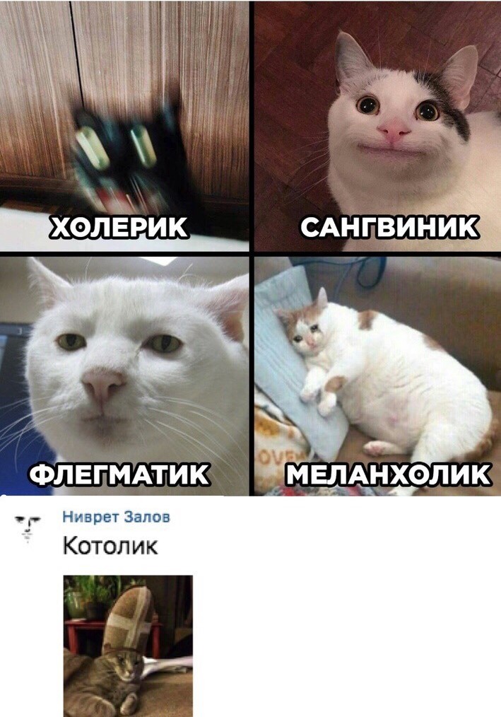 Минутка психологии - Кот, Котомафия, Юмор