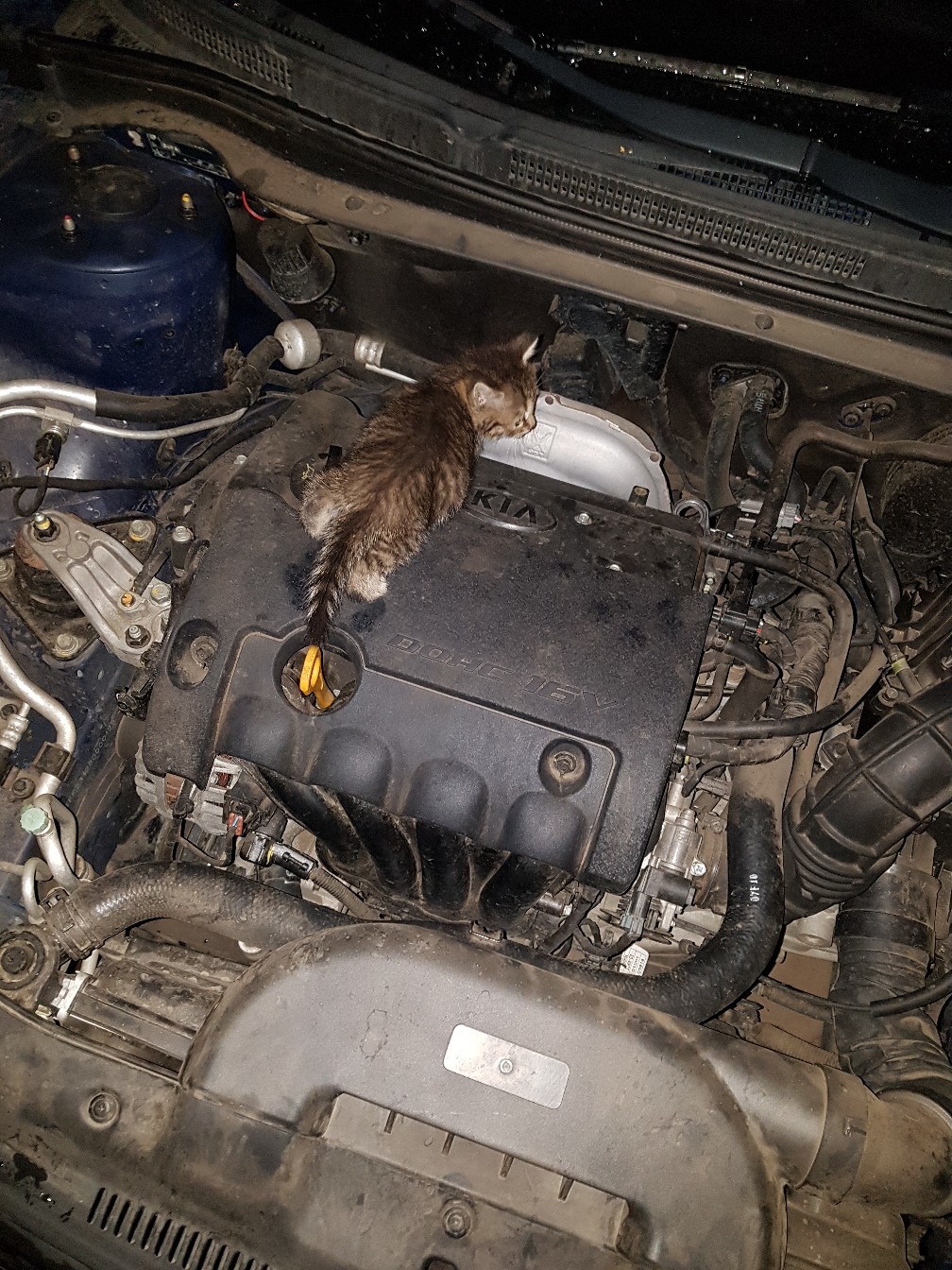 The car saved the kitten) - My, Animal Rescue, Animals, Care, Longpost, cat