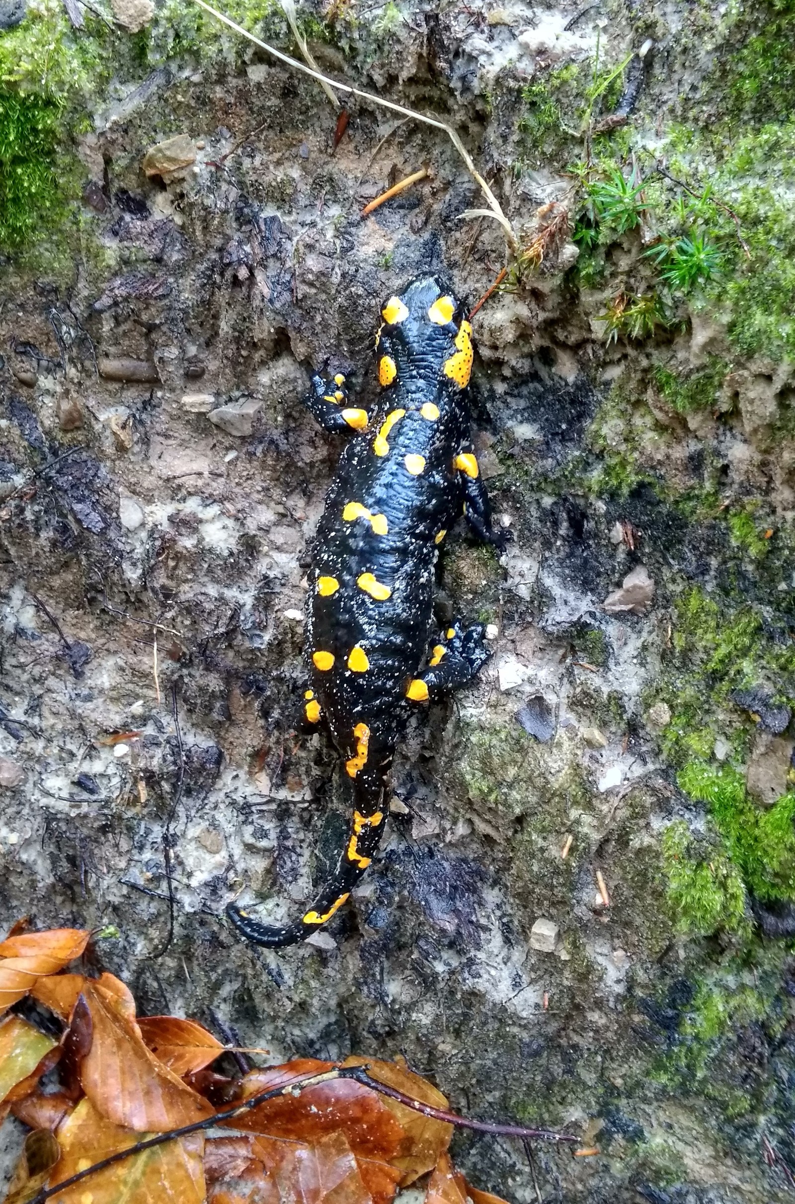 fire salamander - My, Amphibians, Salamander, Carpathians, Nature, Animals, Longpost