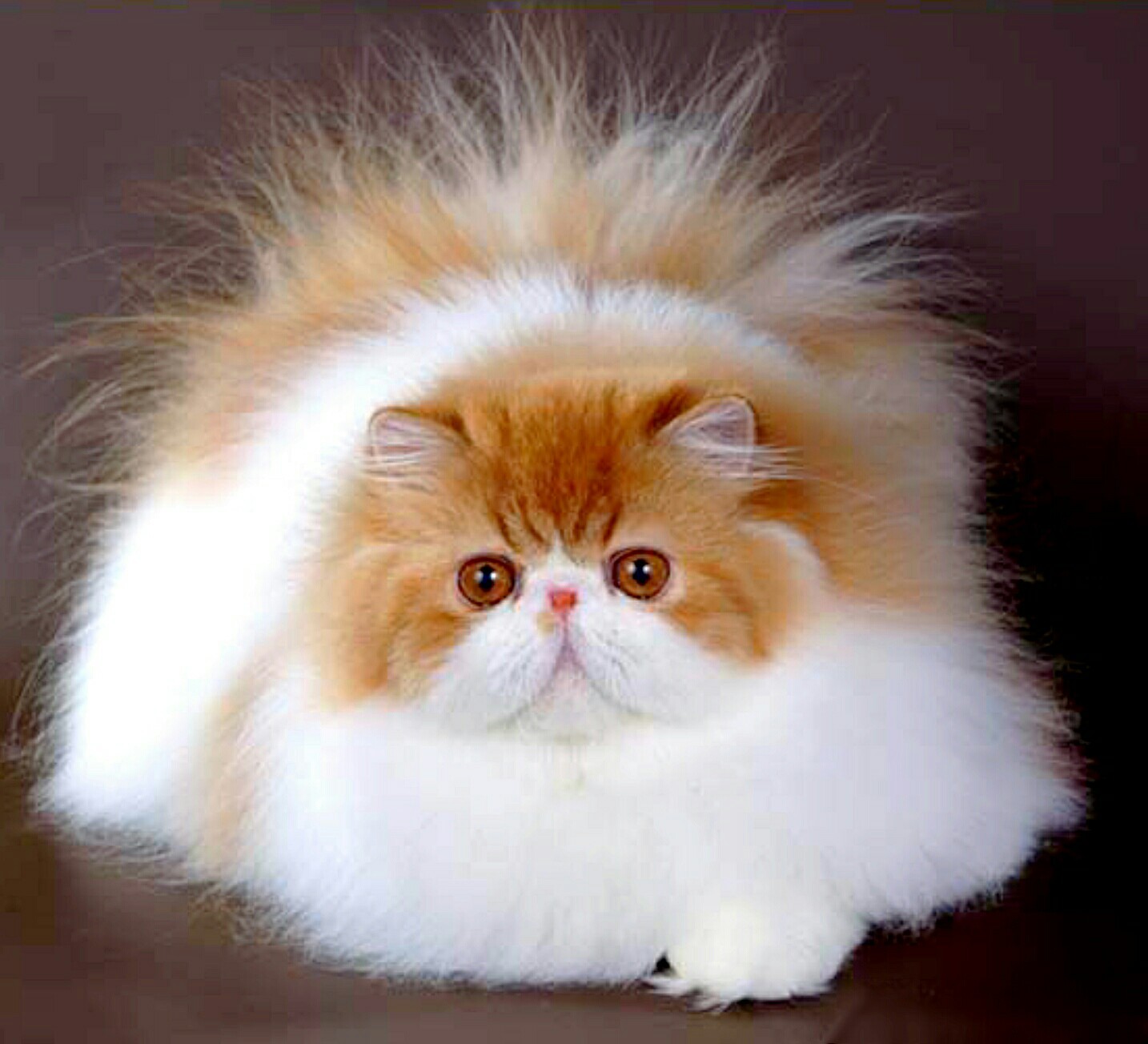 I'm not fat! I just have big hair - cat, Wool, Fluffy, Fatty, Excess weight