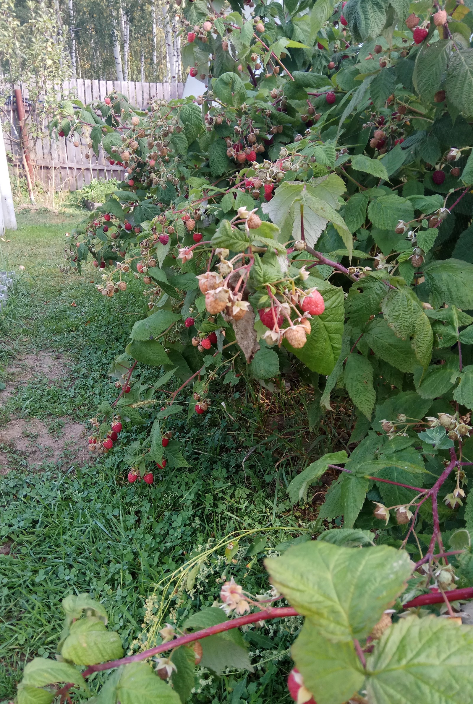 Country harvest. - My, Autumn, Autumn mood, Raspberries, Apples, Longpost