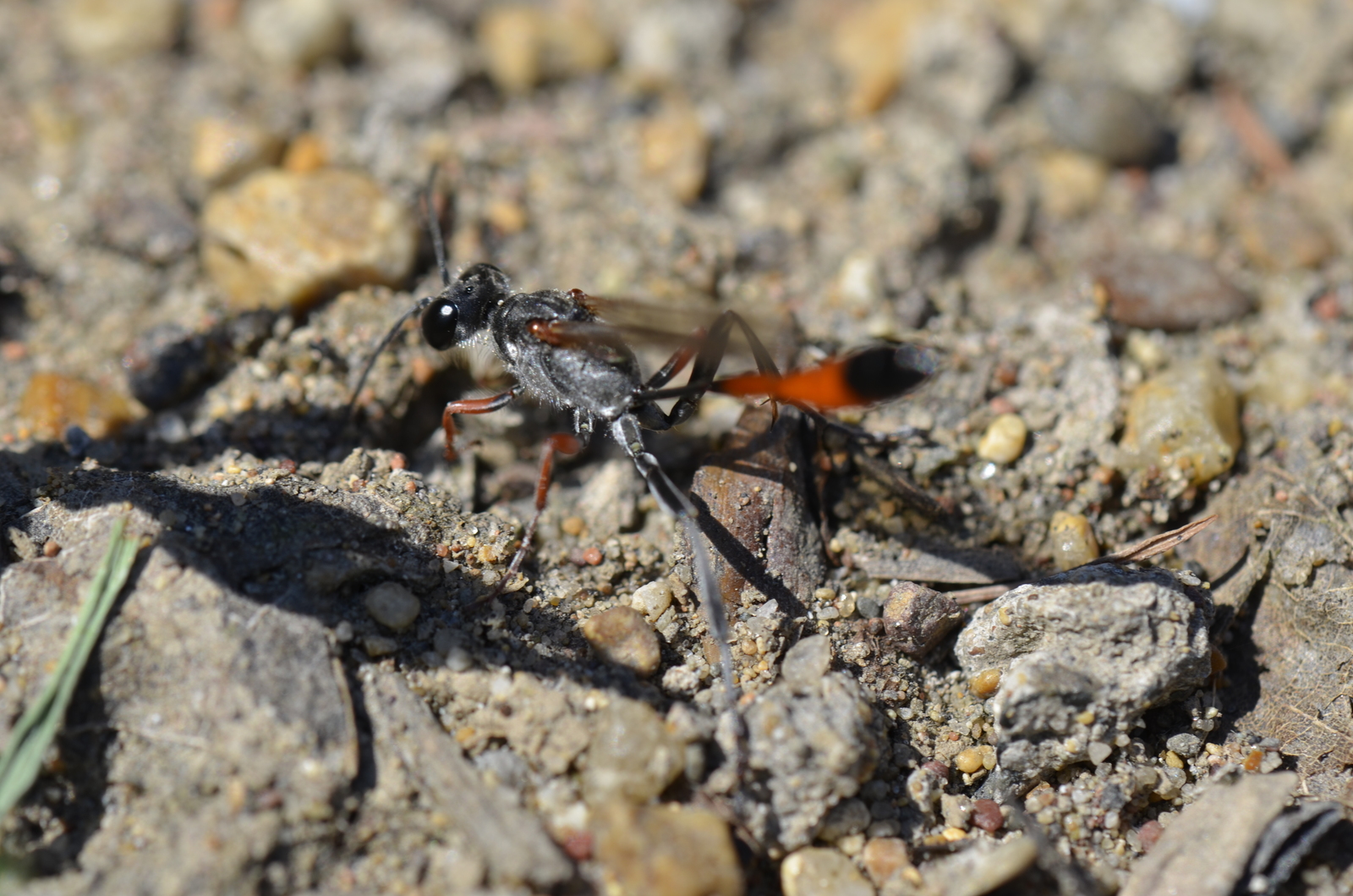 When you are being watched because you are watching - My, Macro photography, Wasp, Insects, Summer, Longpost