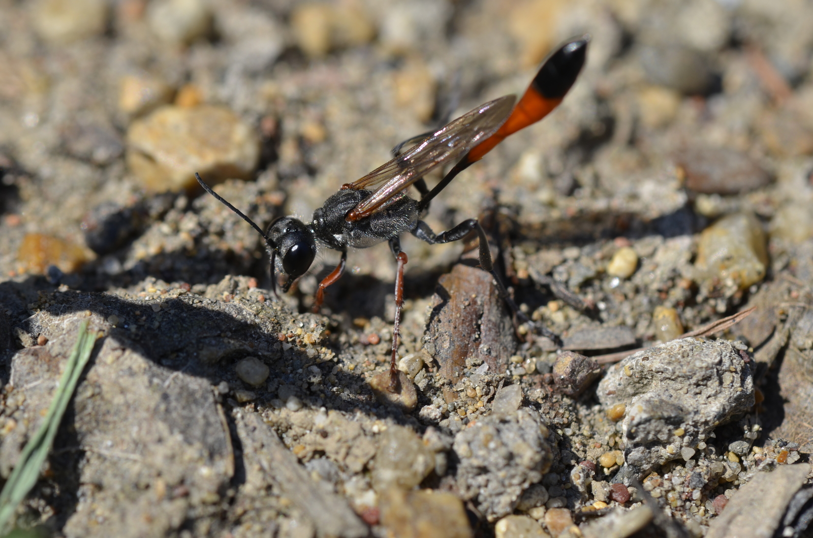 When you are being watched because you are watching - My, Macro photography, Wasp, Insects, Summer, Longpost