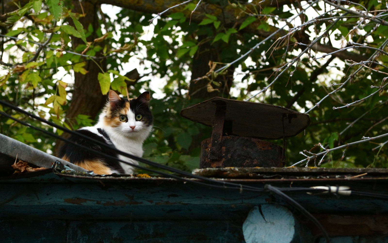 A little autumn weekend in the countryside. - My, Village, The photo, Autumn, cat, Longpost