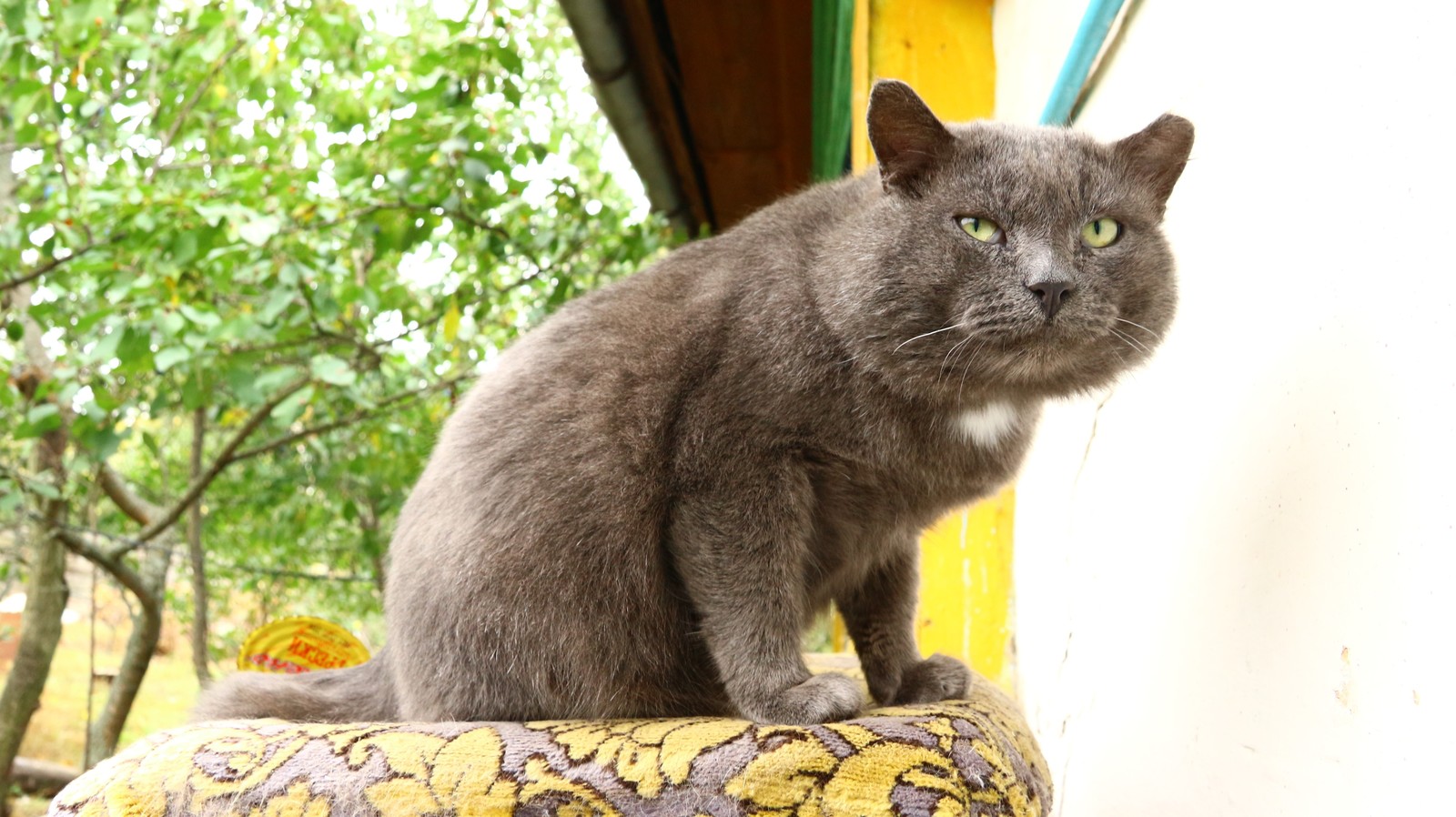 A little autumn weekend in the countryside. - My, Village, The photo, Autumn, cat, Longpost