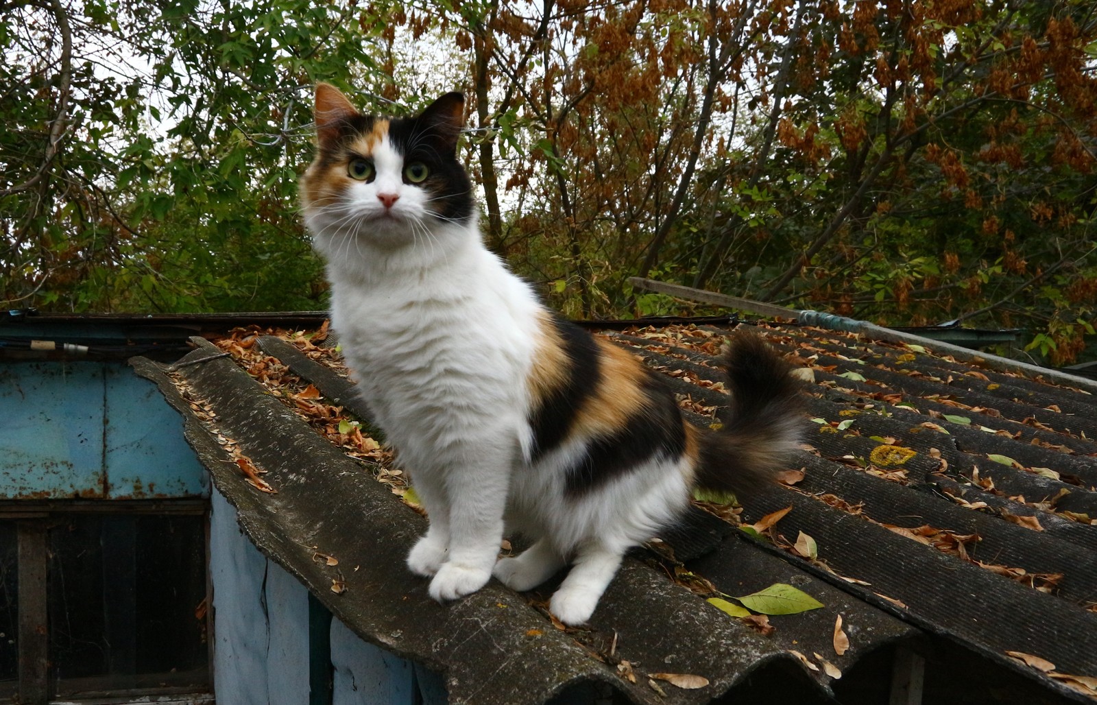 A little autumn weekend in the countryside. - My, Village, The photo, Autumn, cat, Longpost