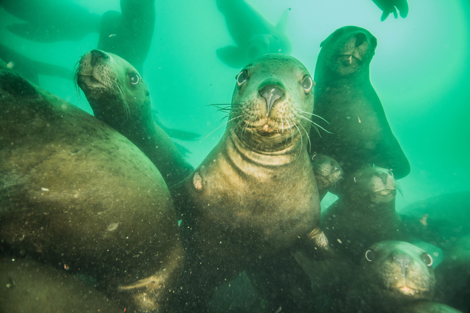 Curious sea lions - The photo, Sea lions, Funny