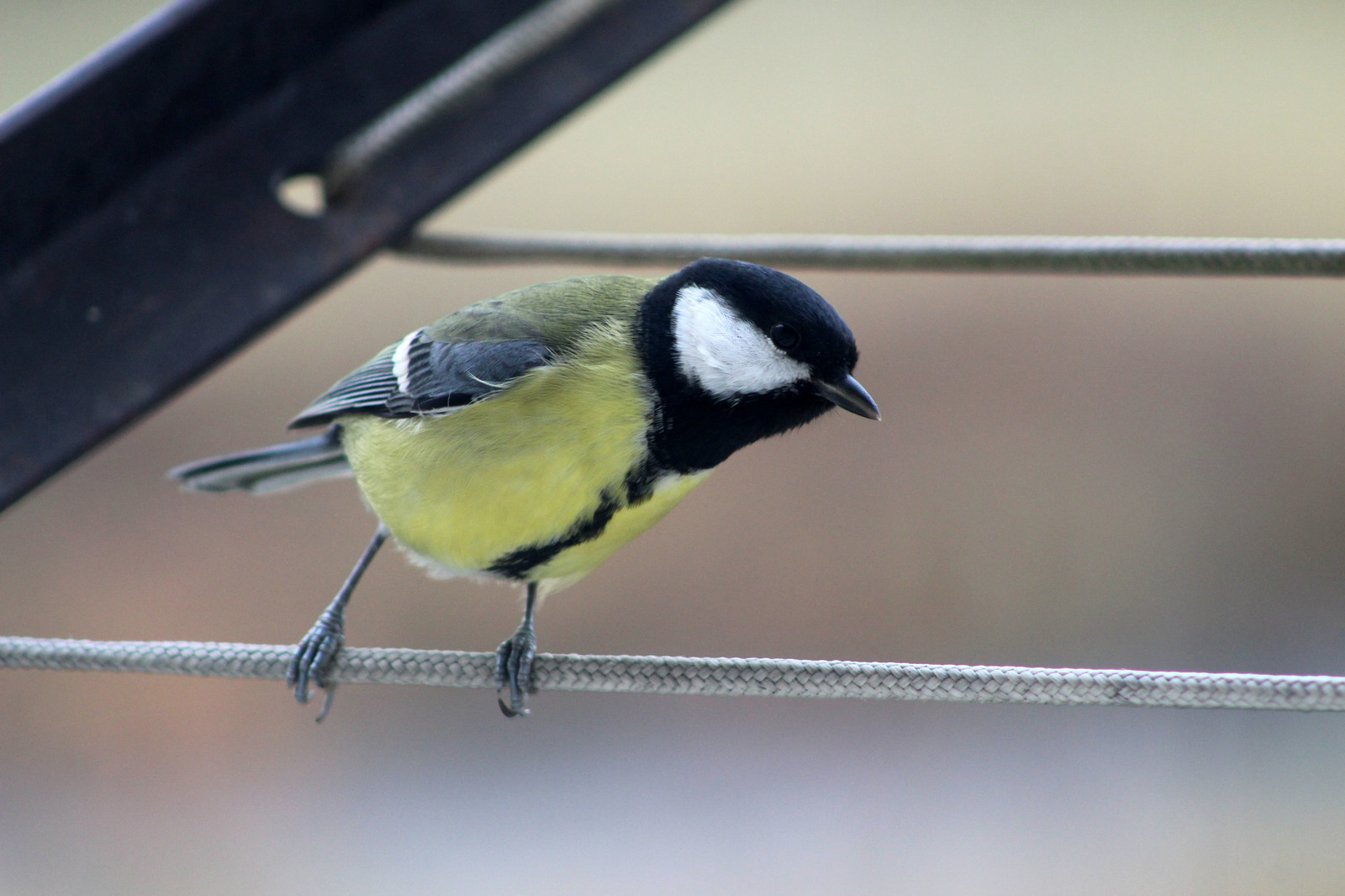 A few titmouse for the coming winter - My, Birds, Tit, Beginning photographer, Longpost