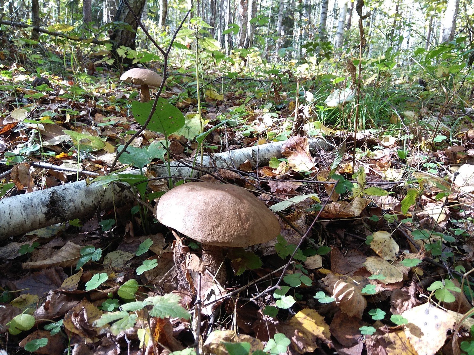 Mushrooms - My, Mushrooms, Silent hunt, Mushroom pickers, Longpost, The photo, Boletus, Boletus