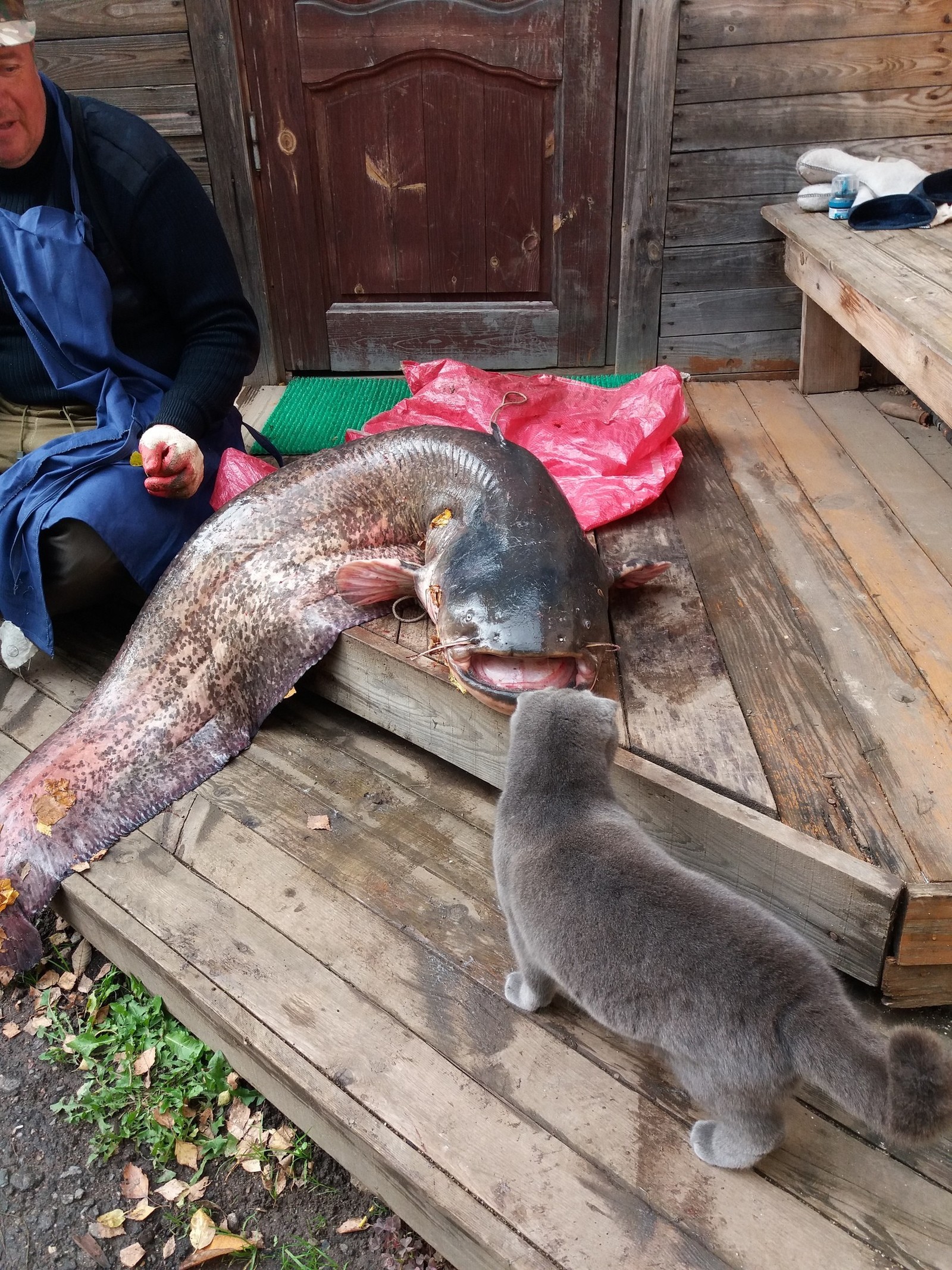 Kostroma.Volga.Jig - My, Volga, Jig, A fish, cat, Catfish