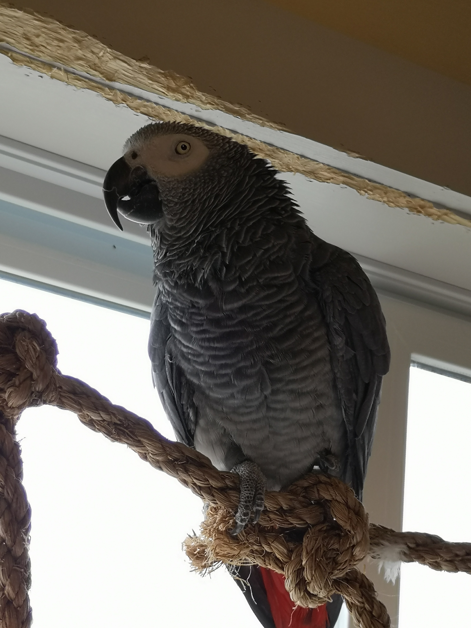 Some Saturday parrots! - My, A parrot, , Senegal, Cockatoo, Birds, Longpost