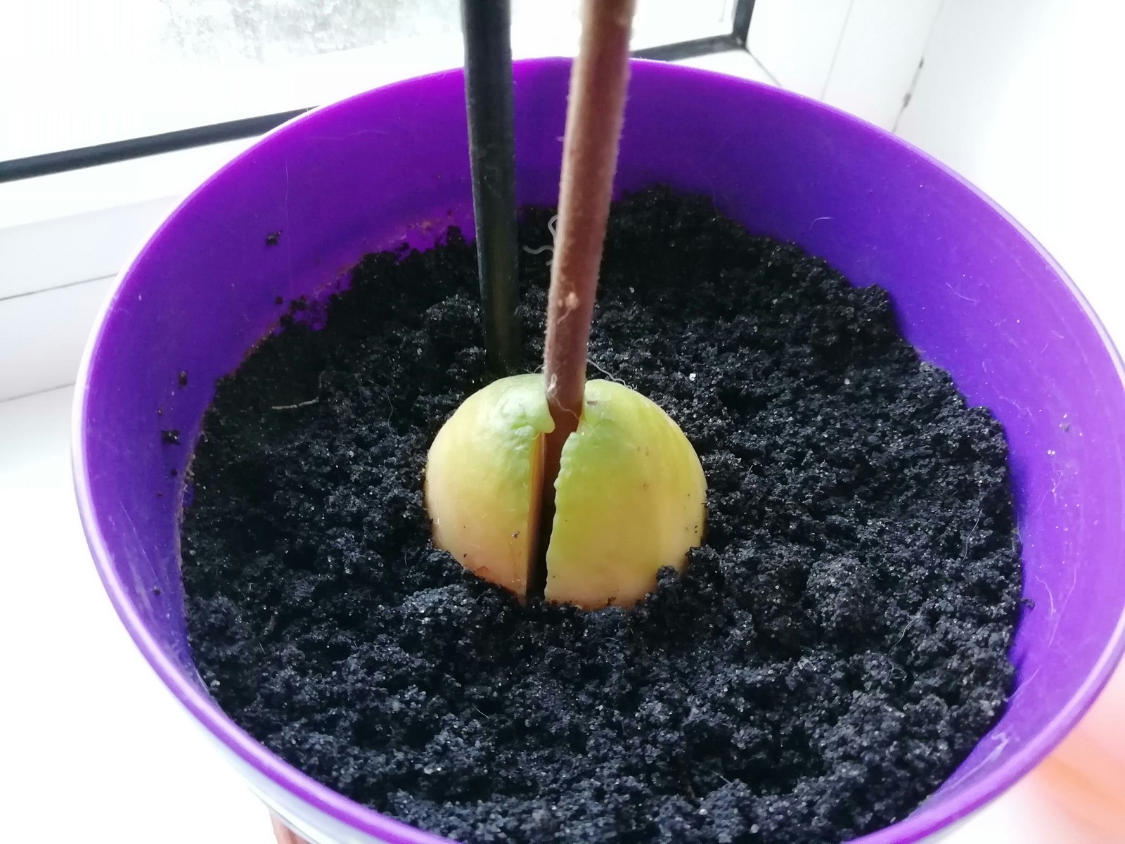 Можно ли посадить сливу. Росток авокадо. Слива из косточки дома. Почва для авокадо. Авокадо вырастить из косточки.