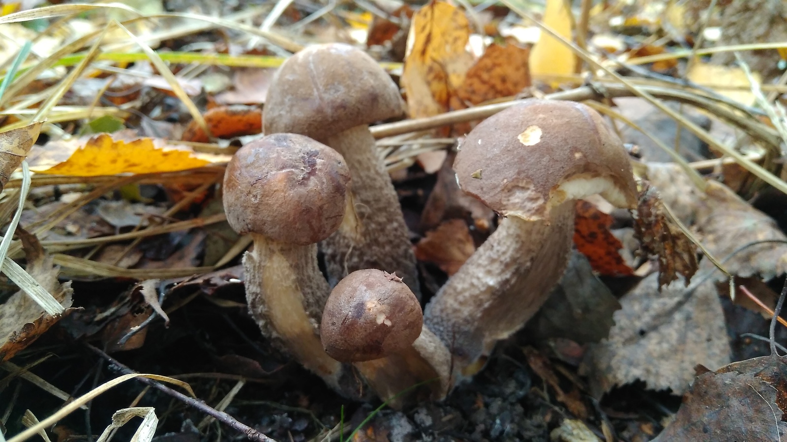 families - My, Boletus, Mushrooms