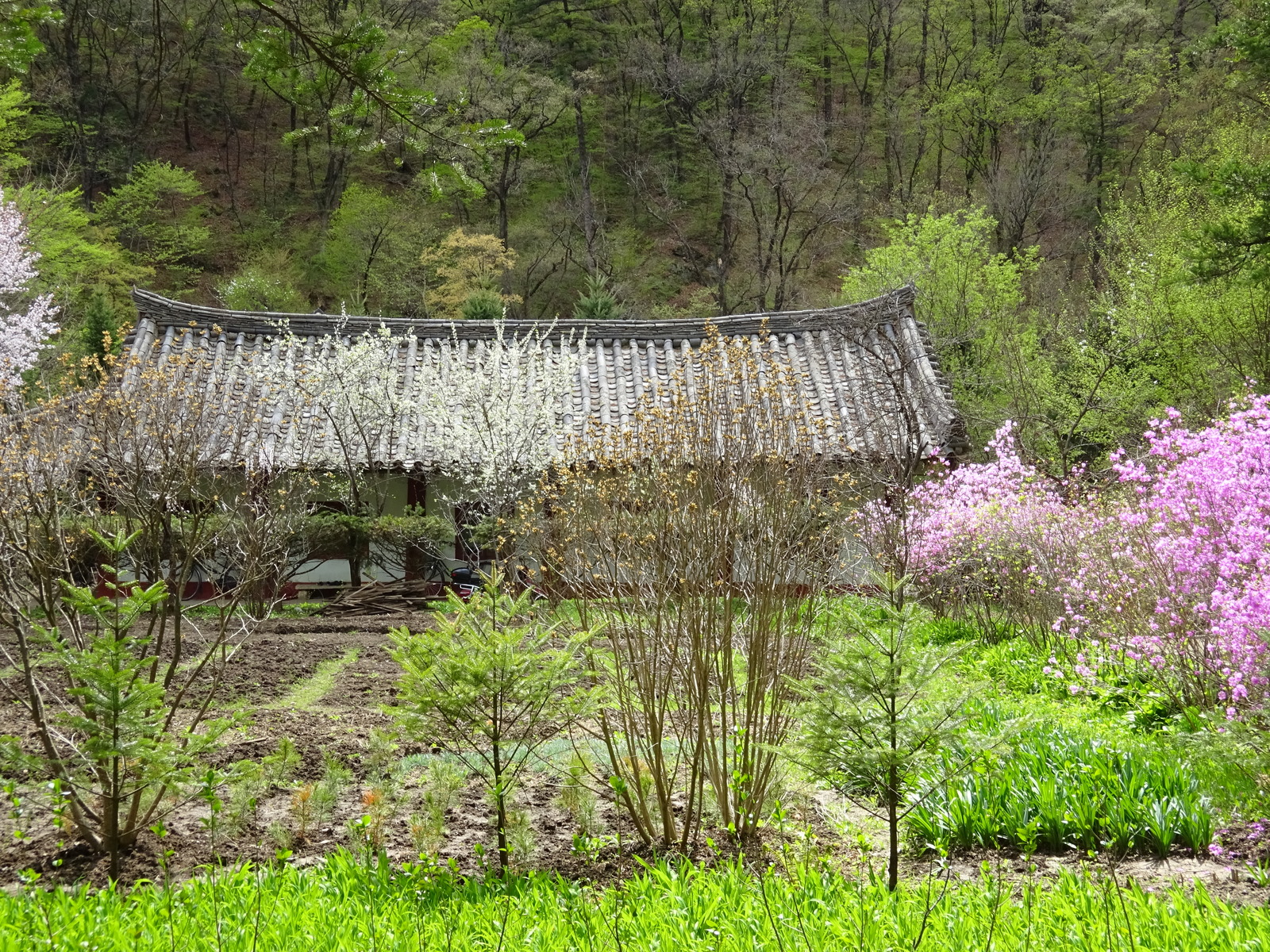 A trip to the DPRK in April 2018. Buddhist temple Pohyon. - North Korea, Travels, Longpost