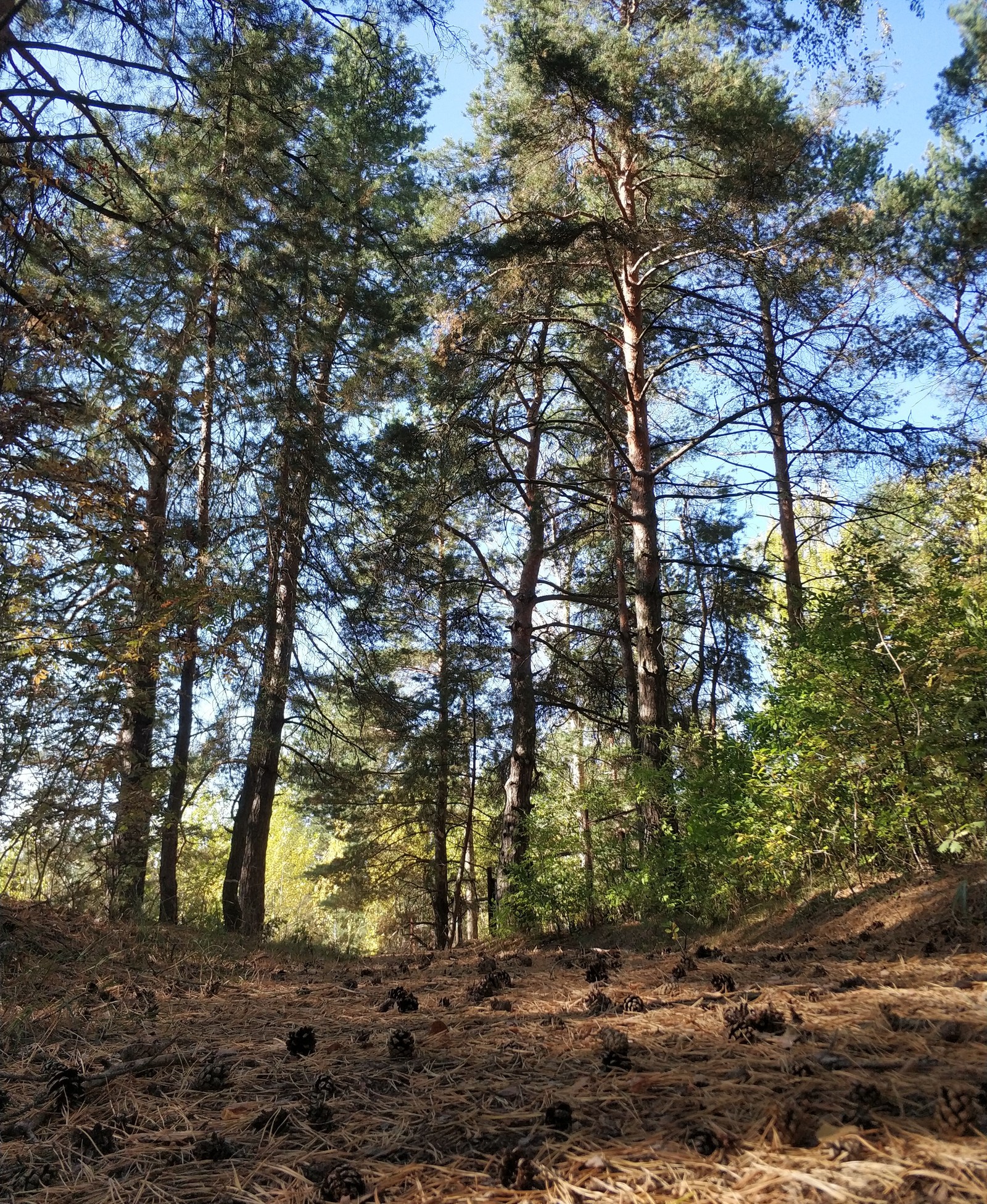 В окрестностях Дзержинска - Осень, Лес, Длиннопост