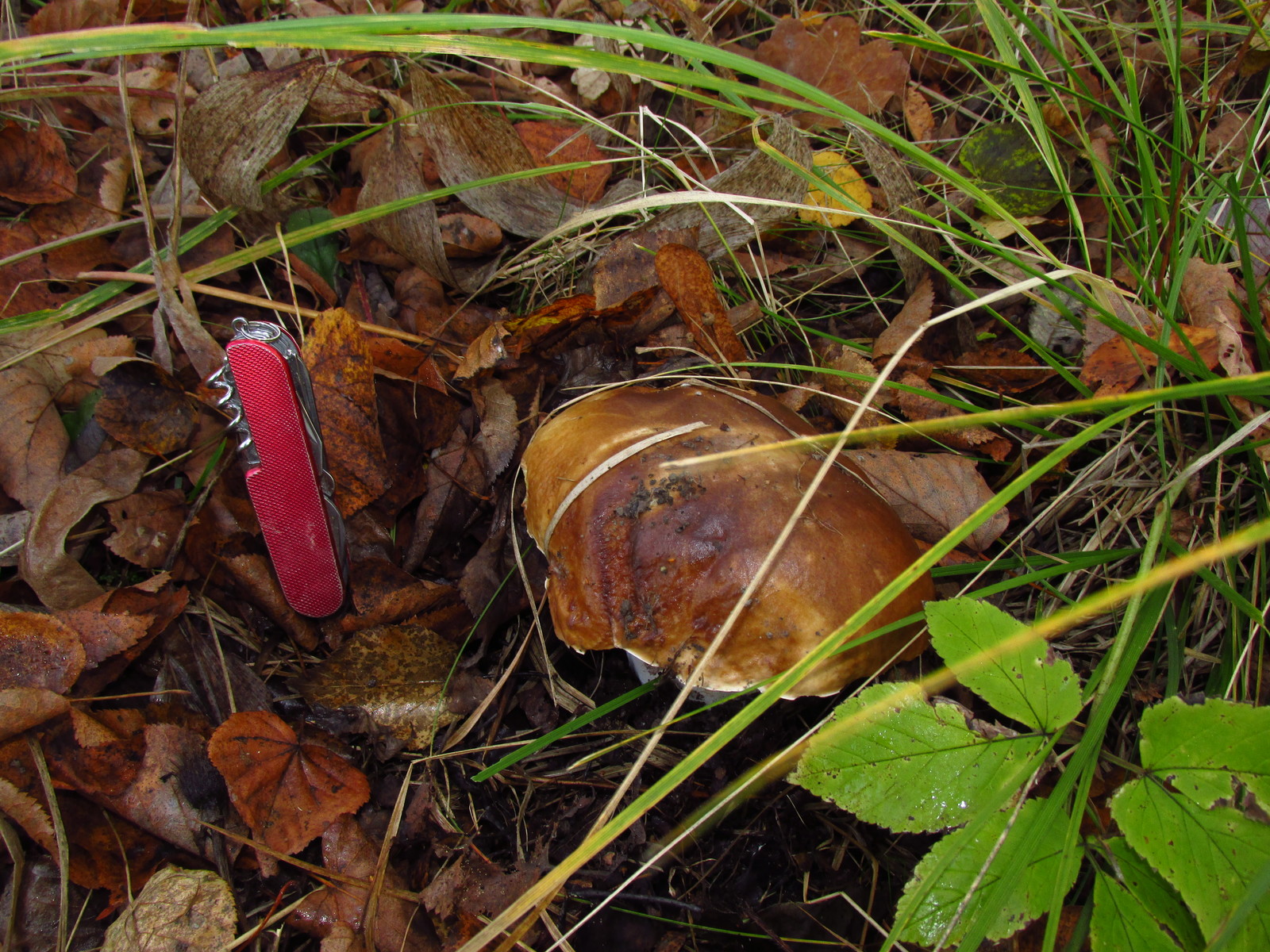 Do you see the gopher? .. - My, White, Mushrooms, Подмосковье, Disguise, OnOff, Longpost