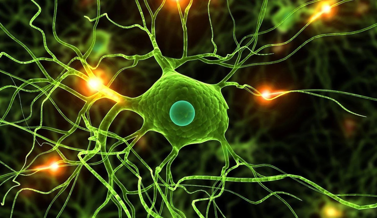 New study shows nerve cells do regenerate after all - news, The science, Interesting, Research, Neurons