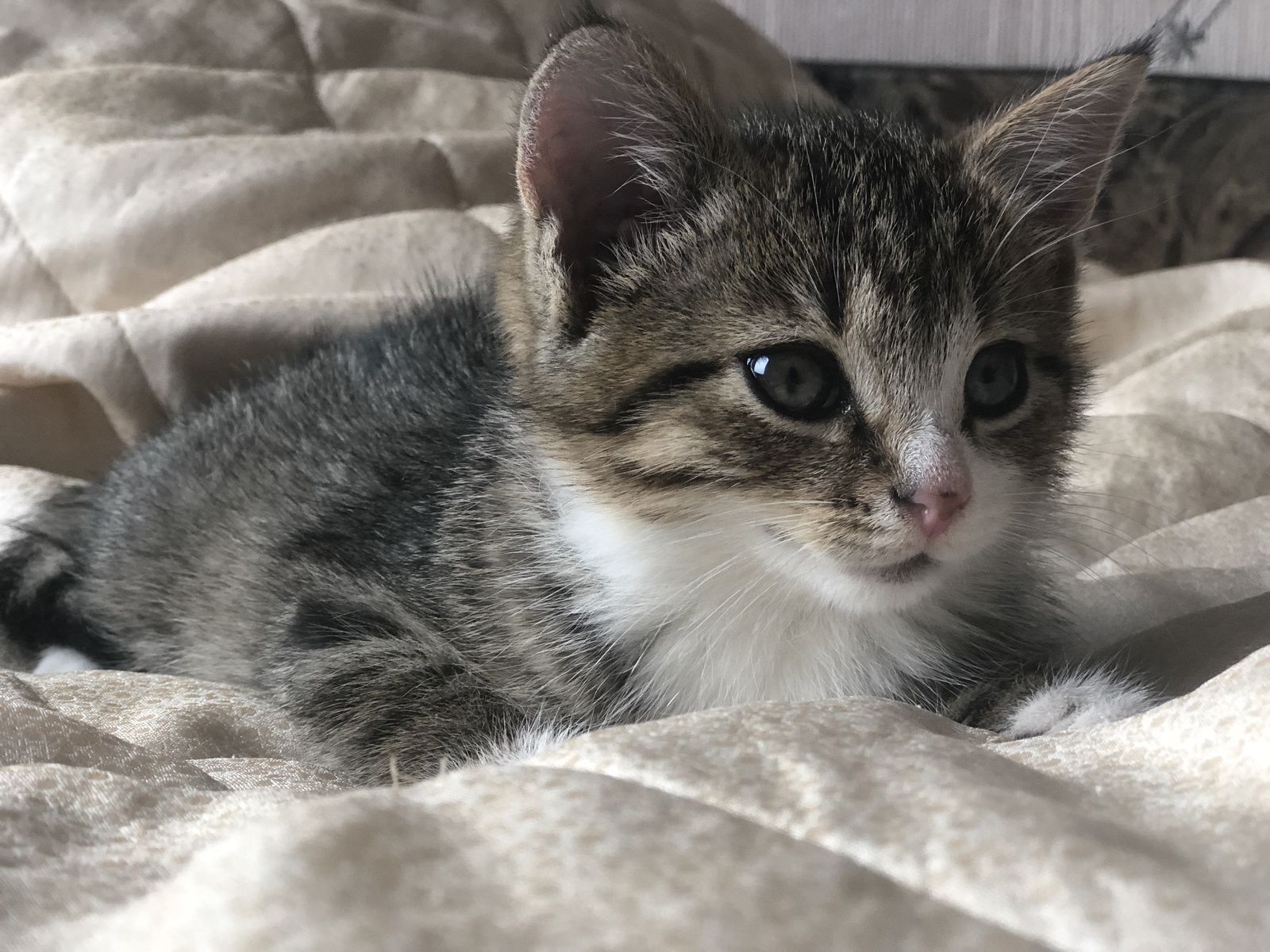 St. Petersburg! We are looking for a caring owner for a two-month-old baby. - My, Saint Petersburg, Kittens, In good hands, Help, Longpost, cat, Helping animals