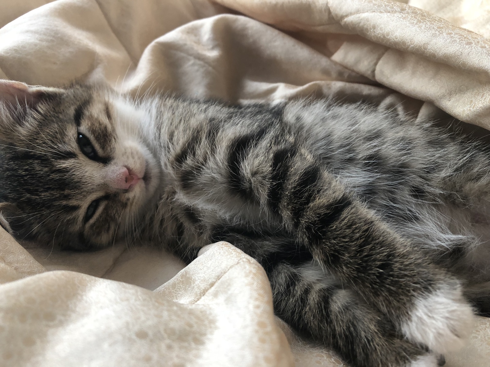 St. Petersburg! We are looking for a caring owner for a two-month-old baby. - My, Saint Petersburg, Kittens, In good hands, Help, Longpost, cat, Helping animals