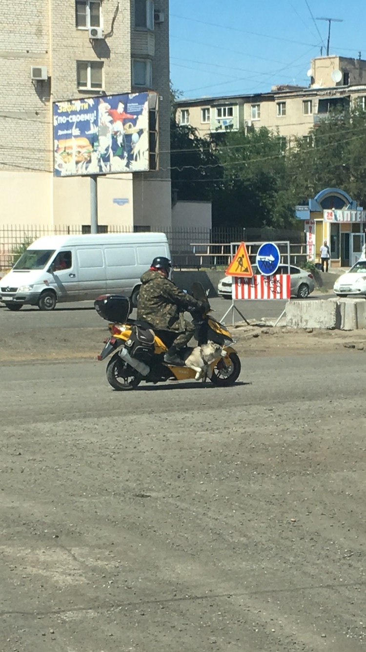 Мой друг всегда со мной - Моё, Собака, Мопед, Техника безопасности, Длиннопост