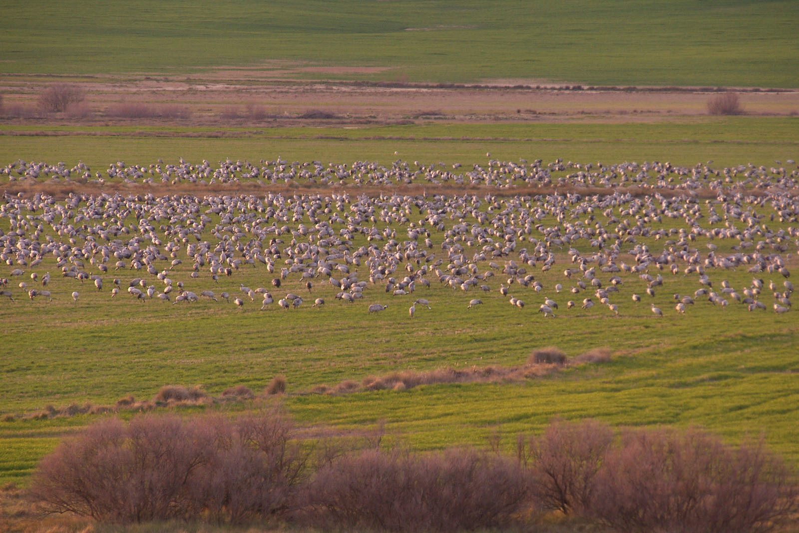 Spanish Outback: La Sotonera Reservoir and Migratory Cranes - My, Spain, Tourism, Cranes, Ornithology, Abroad, Living abroad, The photo, Longpost