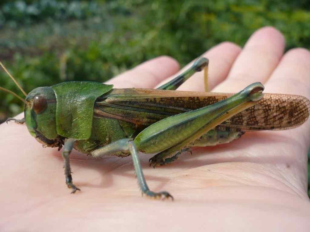 Locusts and the prerequisites of the Apocalypse - Locust, Insects, Animals, Zoology, Animal book, Nature, Humor, Longpost, Video