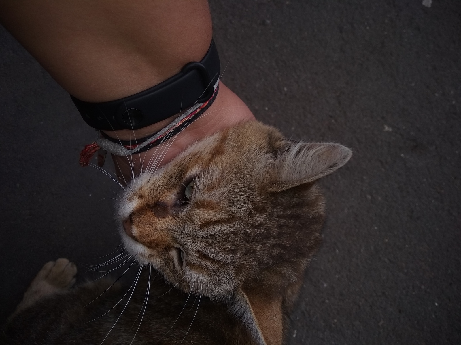 What if a miracle happens... - My, cat, Help, Helping animals, Longpost, Moscow, Mitino, In good hands