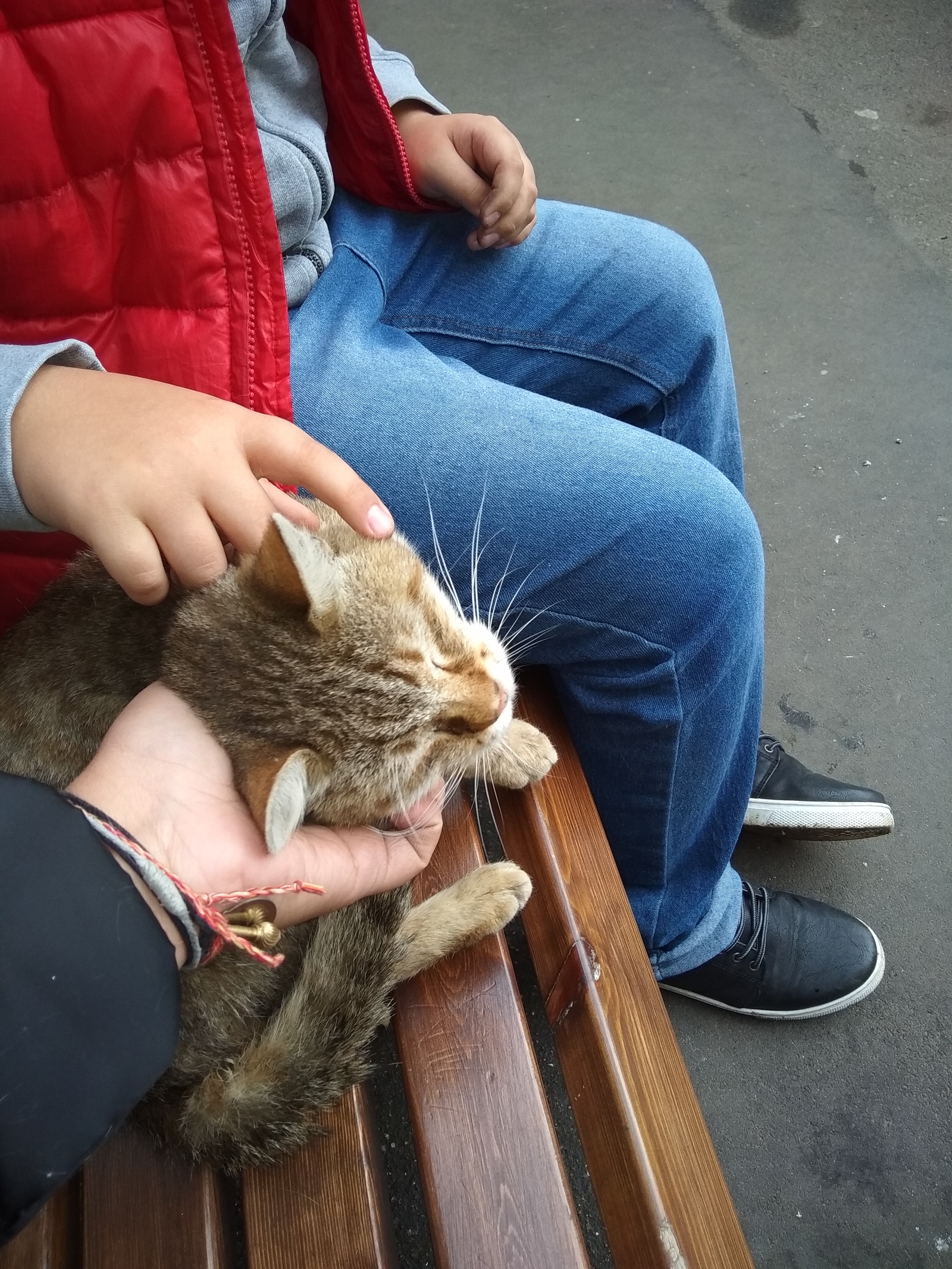 What if a miracle happens... - My, cat, Help, Helping animals, Longpost, Moscow, Mitino, In good hands