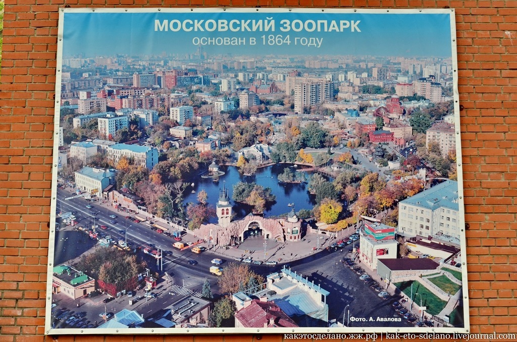 Как ухаживают за хищниками. Московский зоопарк. Часть 1 - Моё, Московский зоопарк, Зоопарк, Семейство кошачьих, Снежный барс, Длиннопост