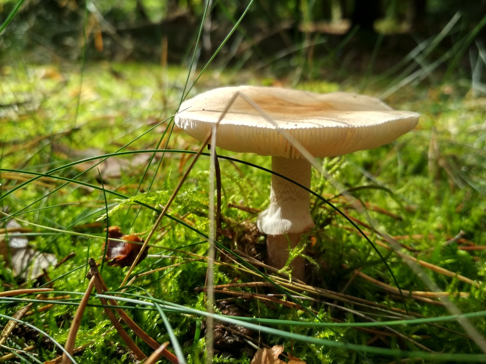 Beautiful Belarusian forest in your feed - My, Forest, beauty of nature, beauty, Mushrooms, Cones, Nature, Longpost