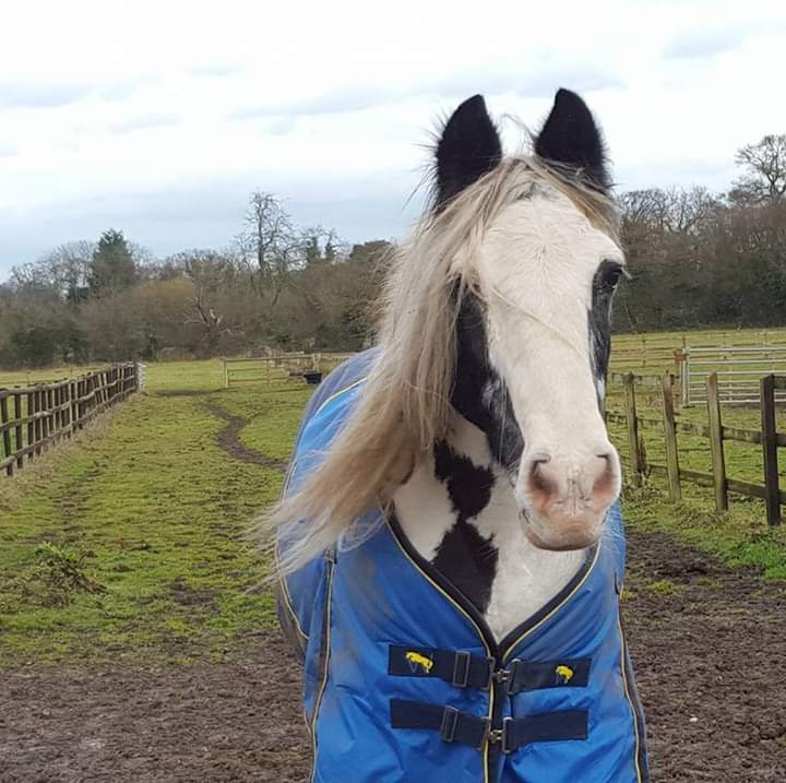 Old man - Horses, Age, Longpost, Old age