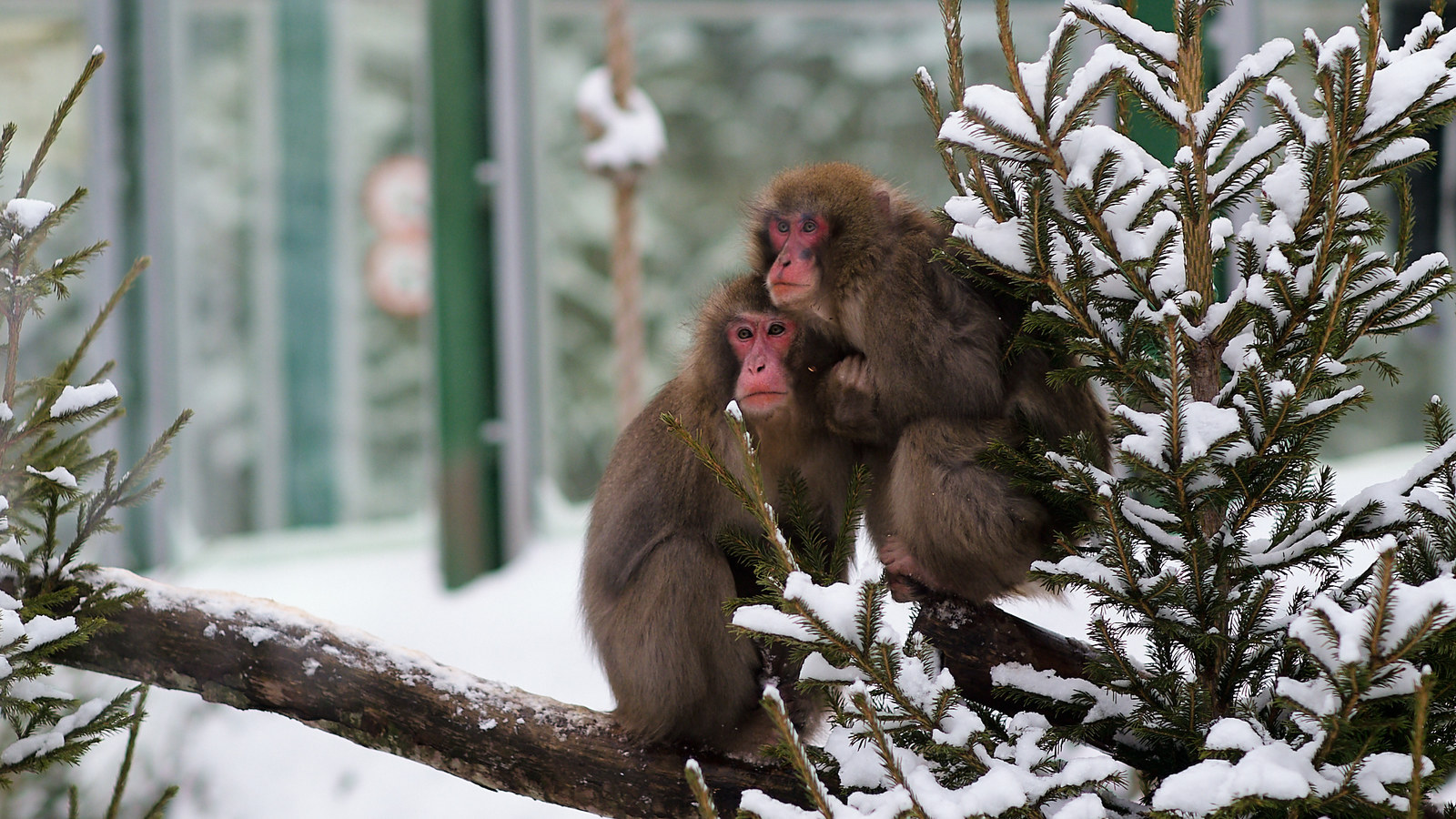 Leningrad Zoo - My, The photo, Zoo, Animals, Leningrad Zoo, Saint Petersburg, Longpost