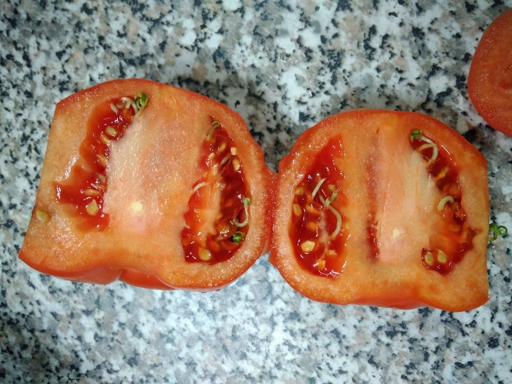 Tomato - My, Tomatoes, Harvest, The photo