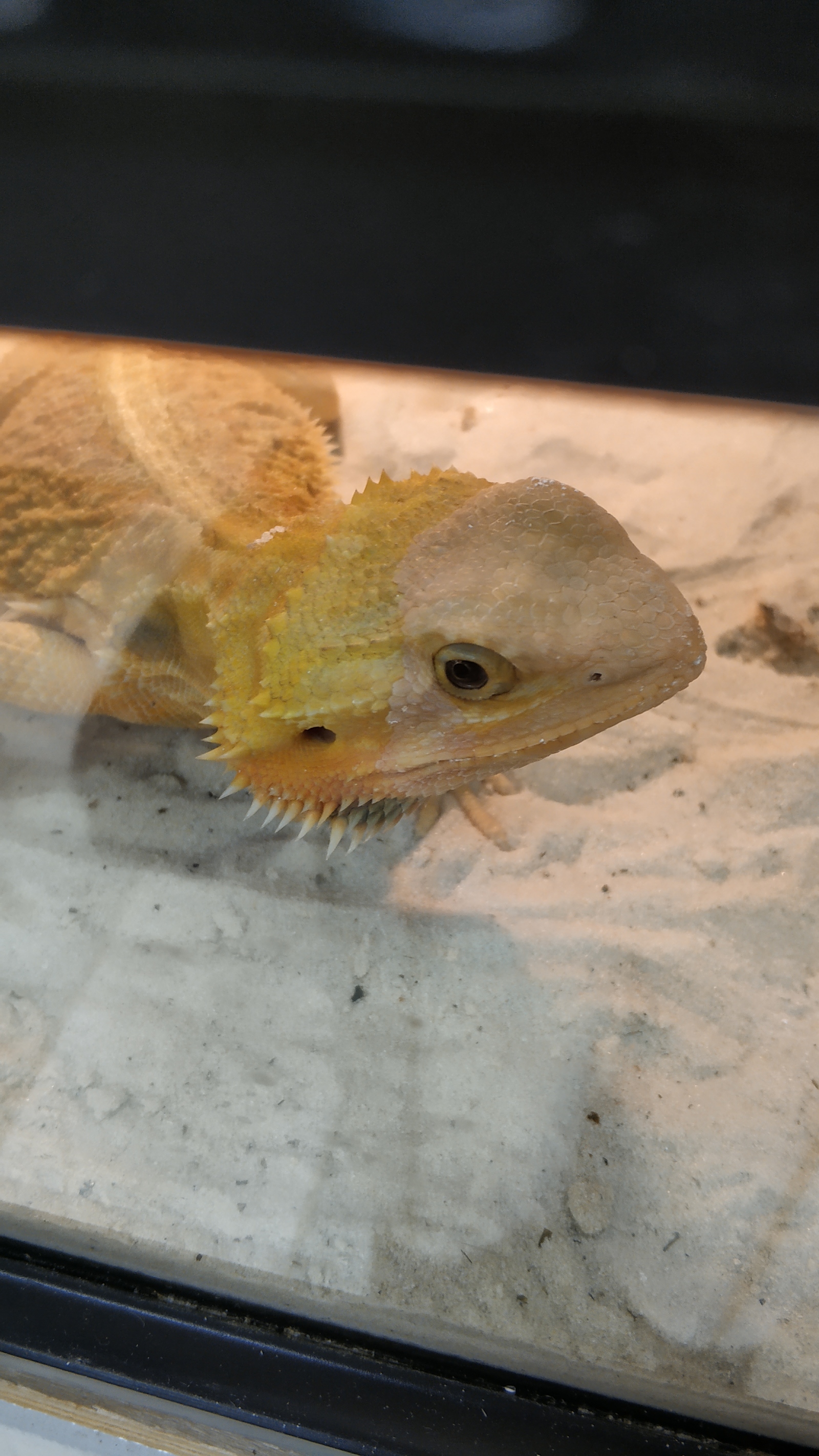 In the animal world)))) - My, Lizard, Bearded dragon, Gecko, Cold-blooded, Pet Shop, , Longpost, Animals