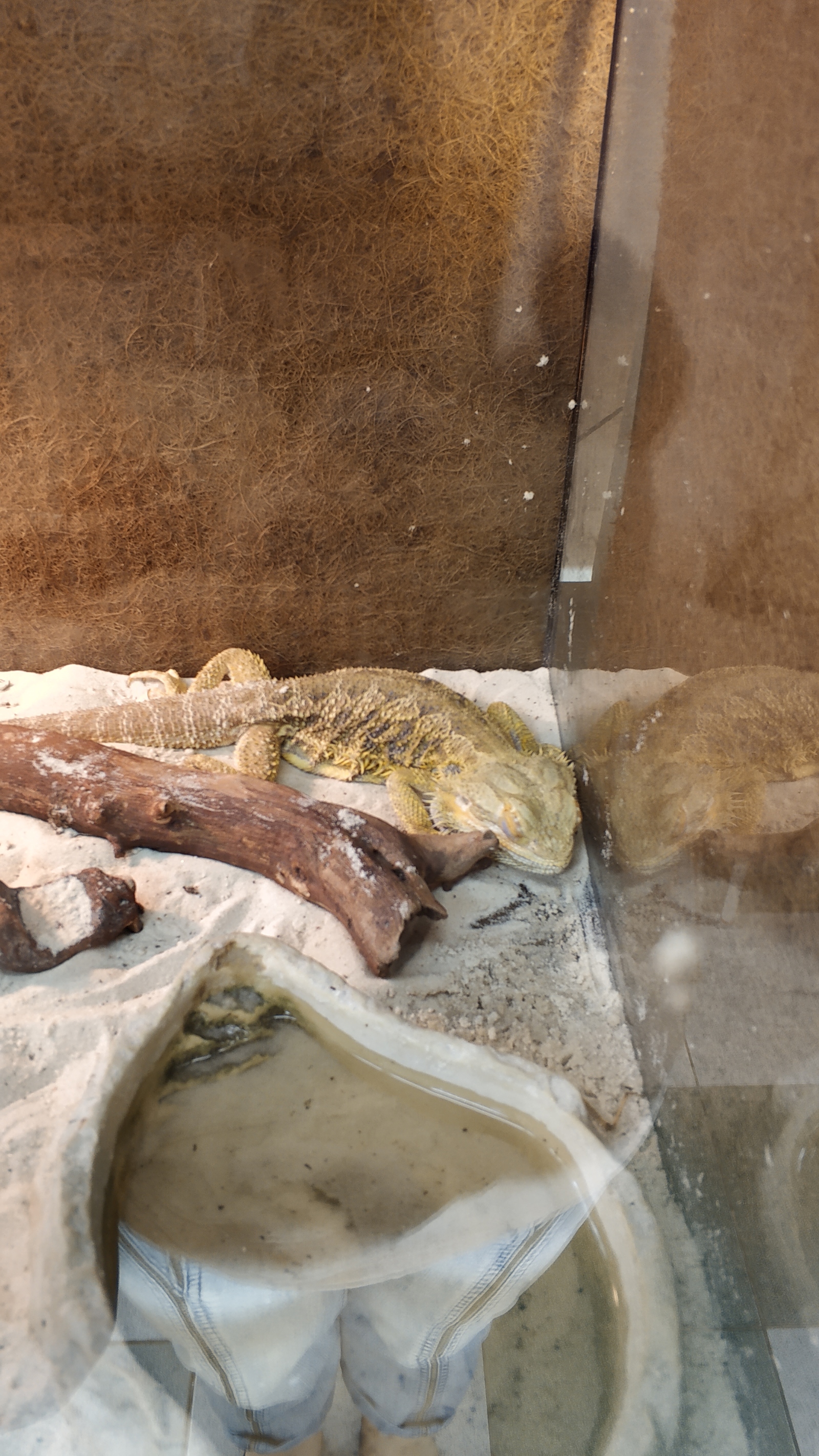 In the animal world)))) - My, Lizard, Bearded dragon, Gecko, Cold-blooded, Pet Shop, , Longpost, Animals