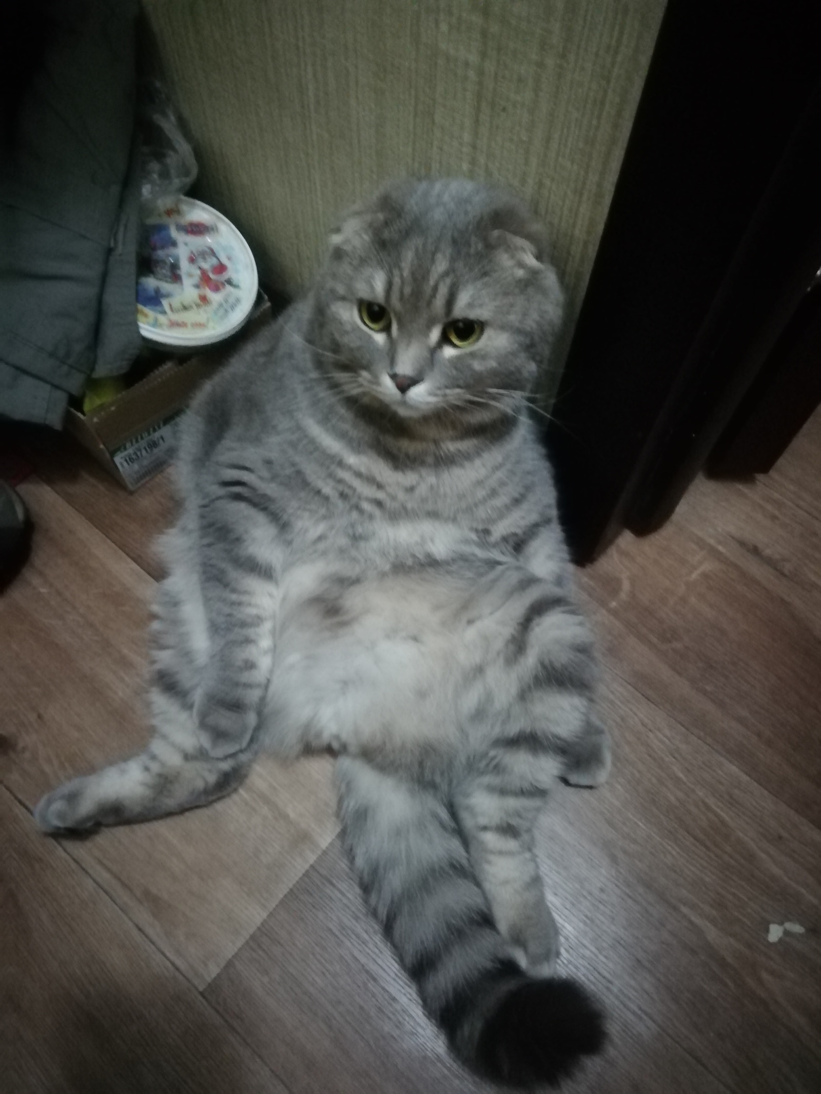 Cupcake) A favorite who always sits comfortably) - My, cat, Longpost, Pose