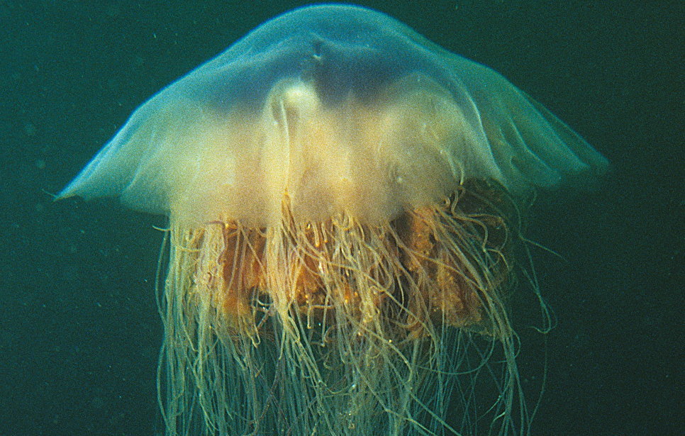 The Most Dangerous Jellyfish You Should Never See - Nature, Jellyfish, Danger, Longpost