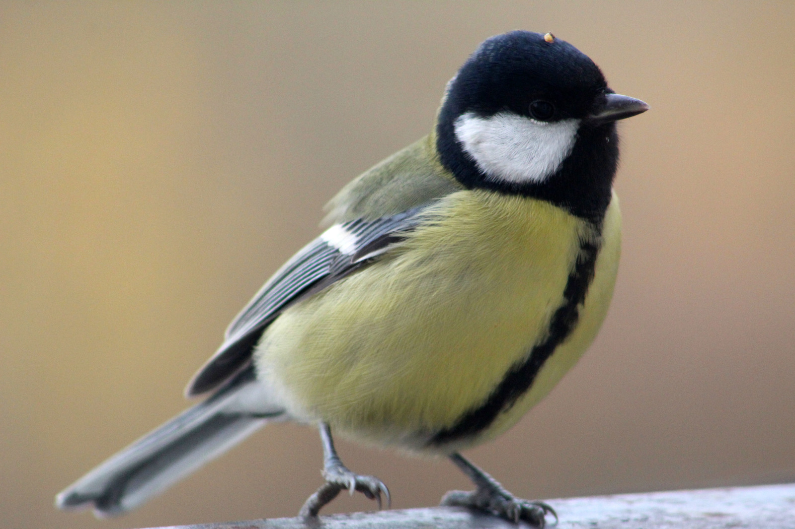 Where's the food? - My, Tit, Birds