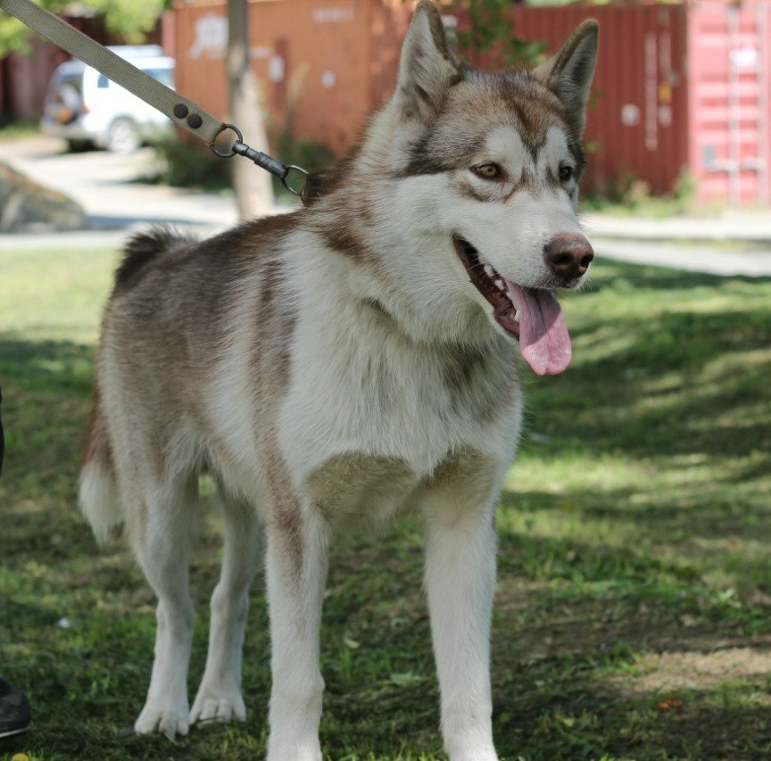 I want to share with you my was-became) - My, Dog, Dogs and people, Alaskan Malamute, It Was-It Was, Longpost