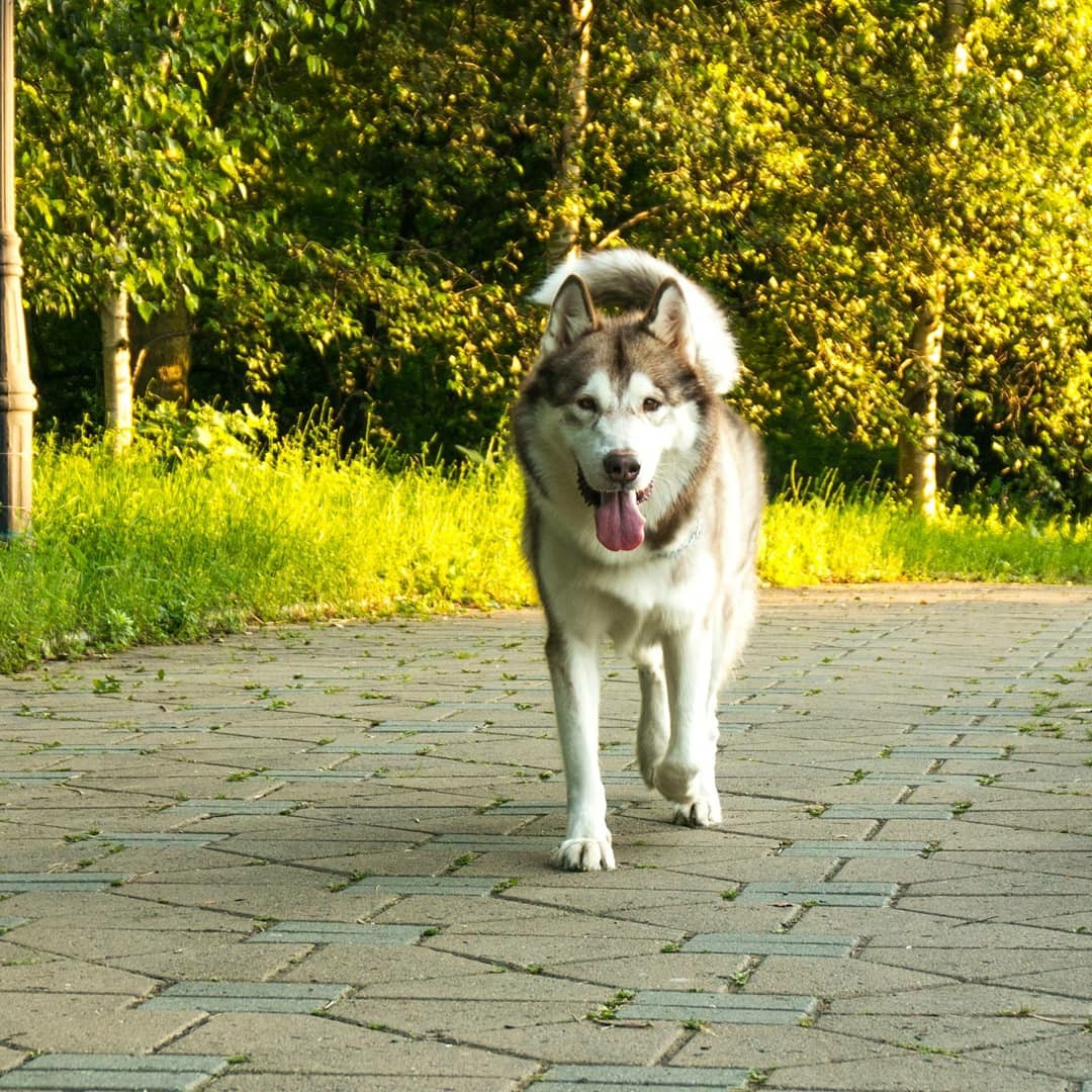 I want to share with you my was-became) - My, Dog, Dogs and people, Alaskan Malamute, It Was-It Was, Longpost