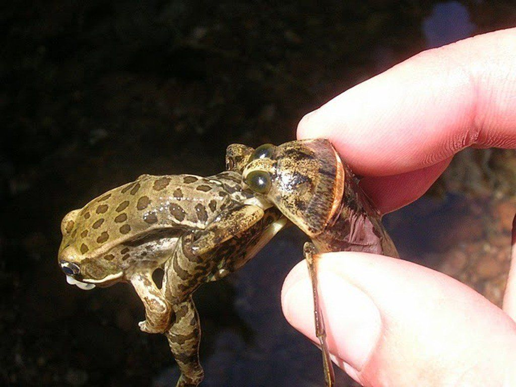 Belostoma: Digest you from the inside, and you won't even notice - Bialystoma, Insects, Water Scorpion, Nature, Zoology, Humor, Animal book, Longpost