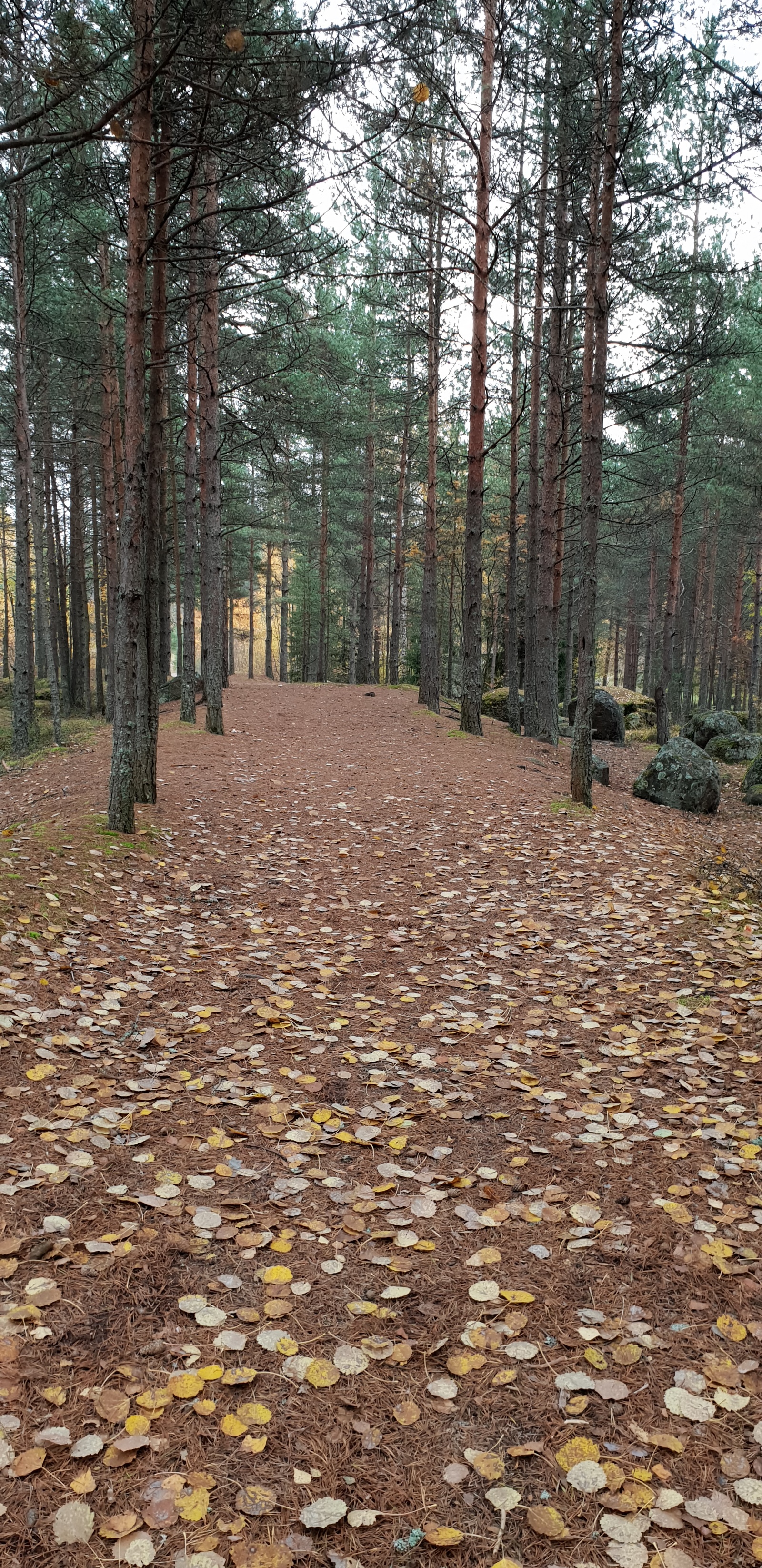 Осень в Ленинградской области - Моё, Осень, Ленинградская область, Выборг, Монрепо, Парк Монрепо, Природа, Лес, Длиннопост, Фотография