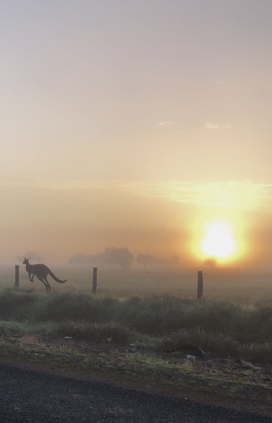 Morning, street, fog - My, Australia, Kangaroo, Fog, The photo, dawn, Animals