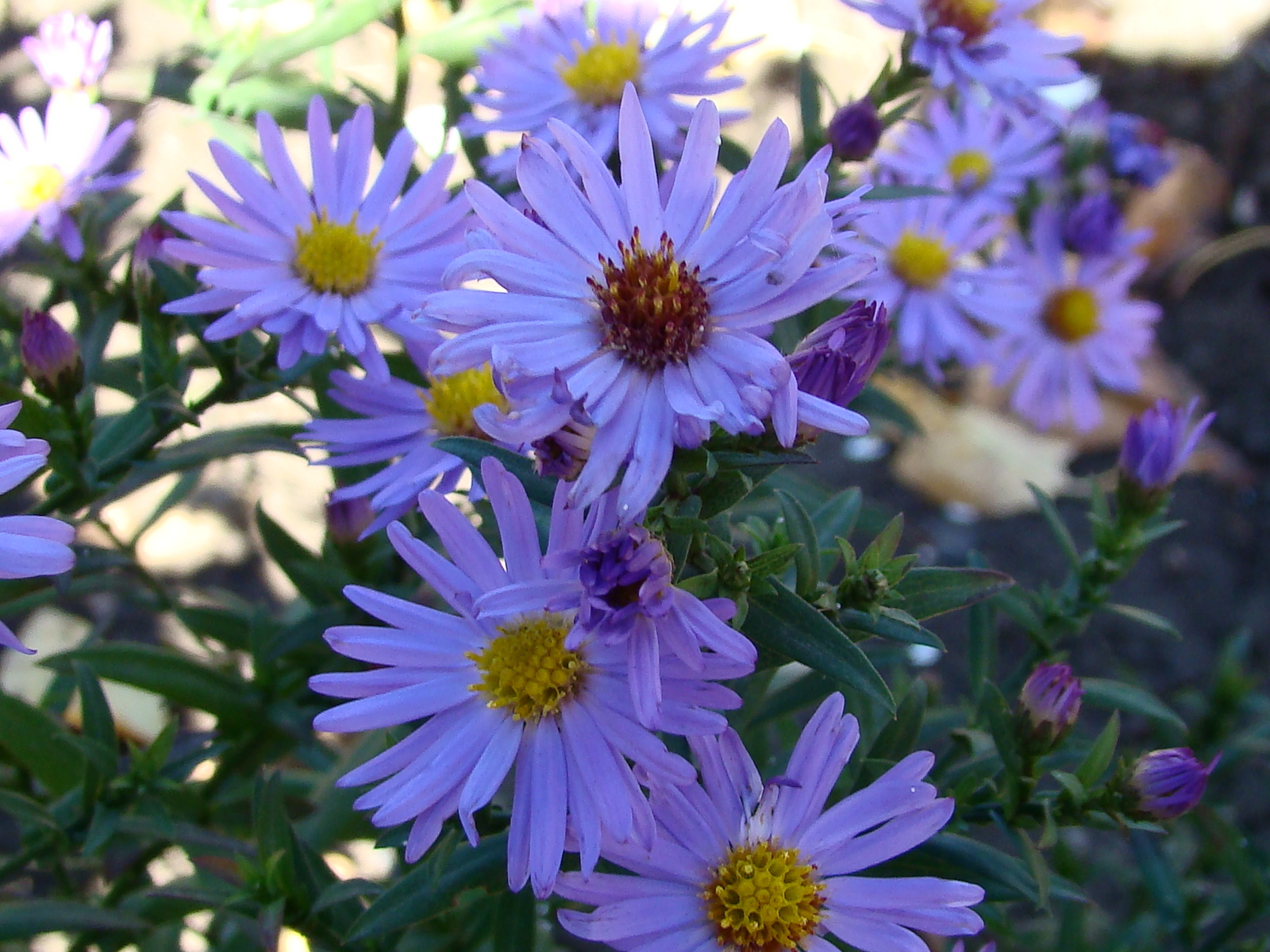 Autumn. - My, The photo, Longpost, Autumn, Flowers