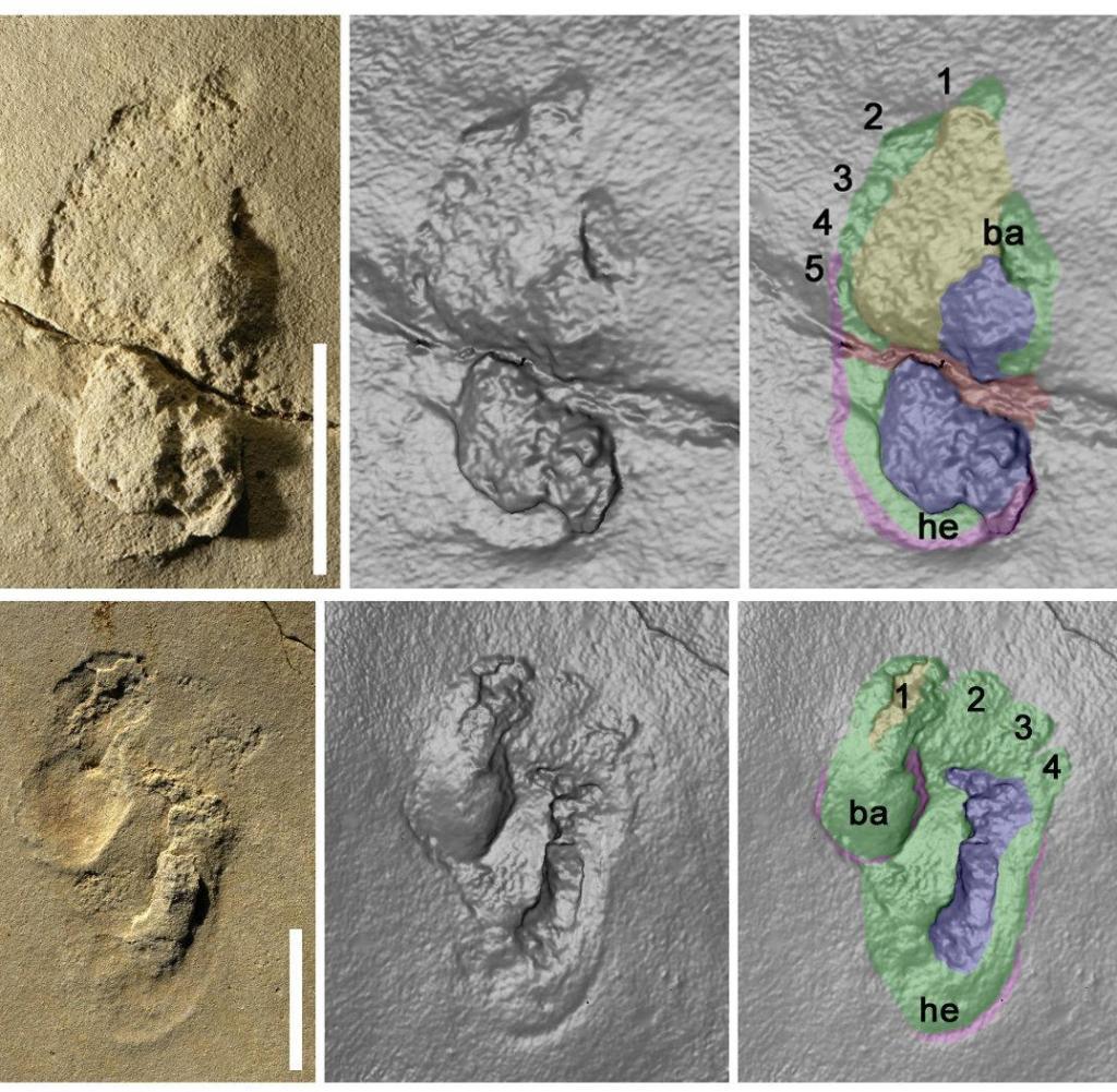 Ancient humanoid footprints discovered in Crete - Archeology, Paleontology, Person, Track, Find