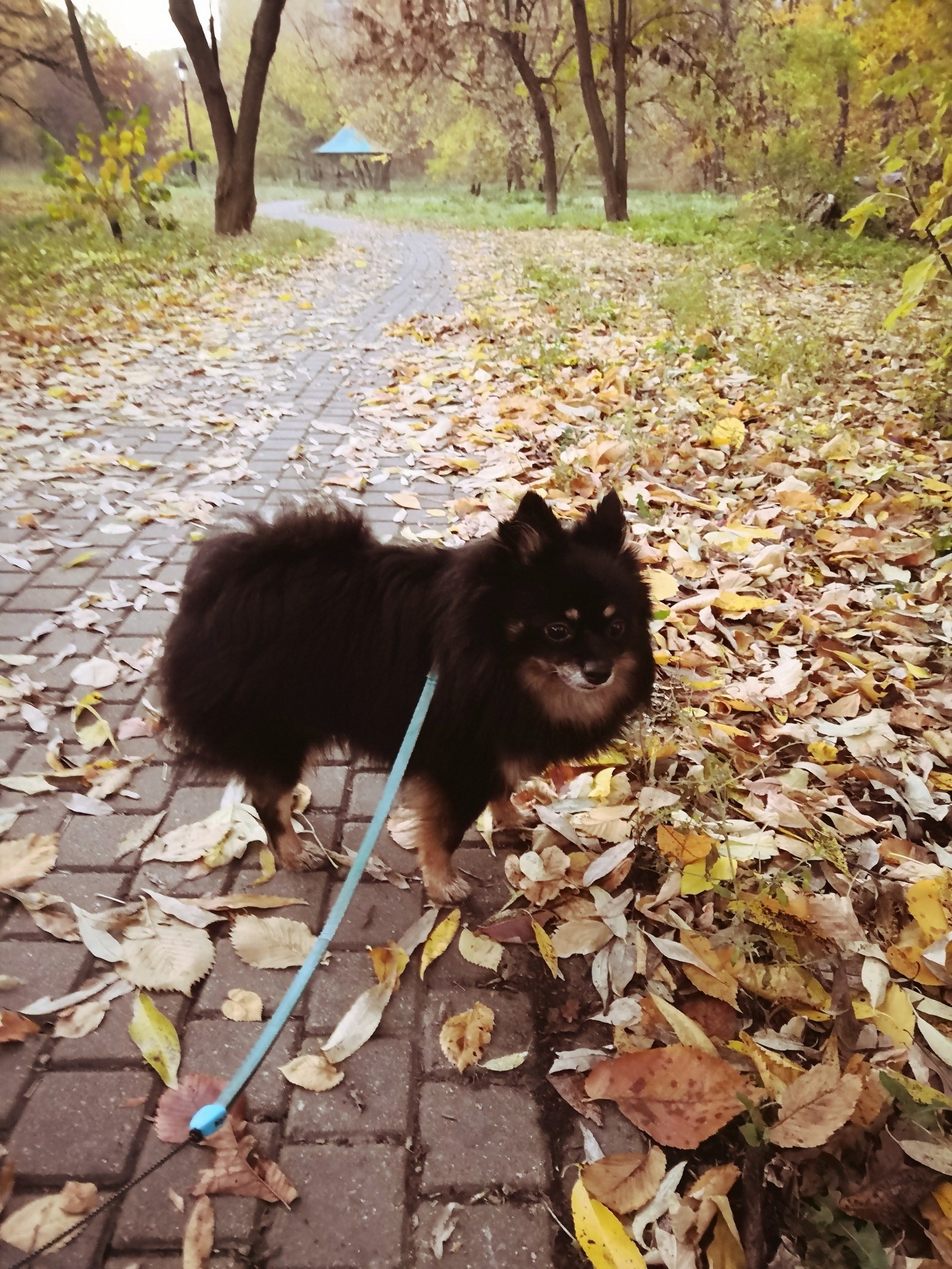 Autumn. - My, Autumn, Landscape, Walk, Dog, Spitz, Longpost